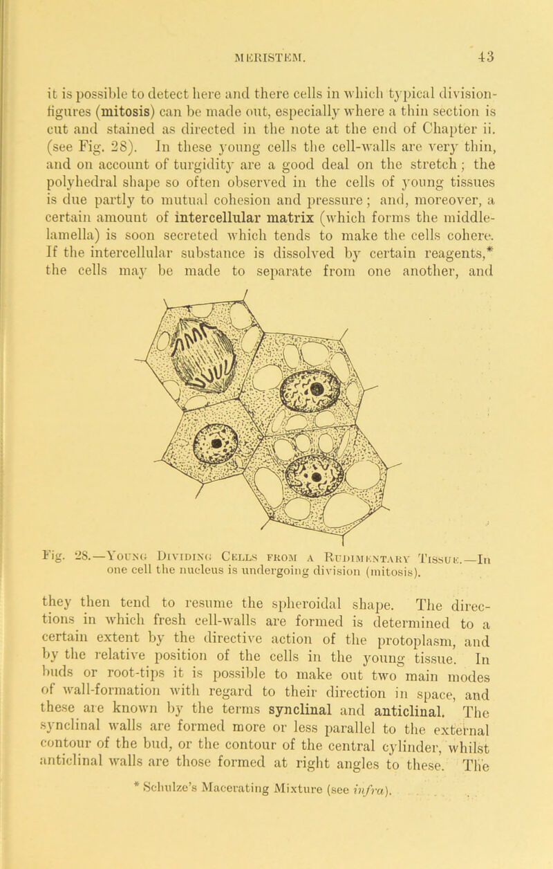 it is possible to detect here and there cells in which typical division- figures (mitosis) can be made out, especially where a thin section is cut and stained as directed in the note at the end of Chapter ii. (see Fig. 28). In these young cells the cell-walls are very thin, and on account of turgidity are a good deal on the stretch; the polyhedral shape so often observed in the cells of young tissues is due partly to mutual cohesion and pressure; and, moreover, a certain amount of intercellular matrix (which forms the middle- lamella) is soon secreted which tends to make the cells cohere. If the intercellular substance is dissolved by certain reagents,* the cells may be made to separate from one another, and Fig. 28.—Young Dividing Cells from a Rudimentary Tissue.—In one cell the nucleus is undergoing division (mitosis). they then tend to resume the spheroidal shape. The direc- tions in which fresh cell-walls are formed is determined to a certain extent by the directive action of the protoplasm, and by the relative position of the cells in the young tissue. In buds or root-tips it is possible to make out two main modes of Aval 1-formation Avitli regard to their direction in space, and these are known by the terms synclinal and anticlinal. The synclinal walls are formed more or less parallel to the external contour of the bud, or the contour of the central cylinder, whilst anticlinal Avails are those formed at right angles to these. The * Schulze’s Macerating Mixture (see infra).