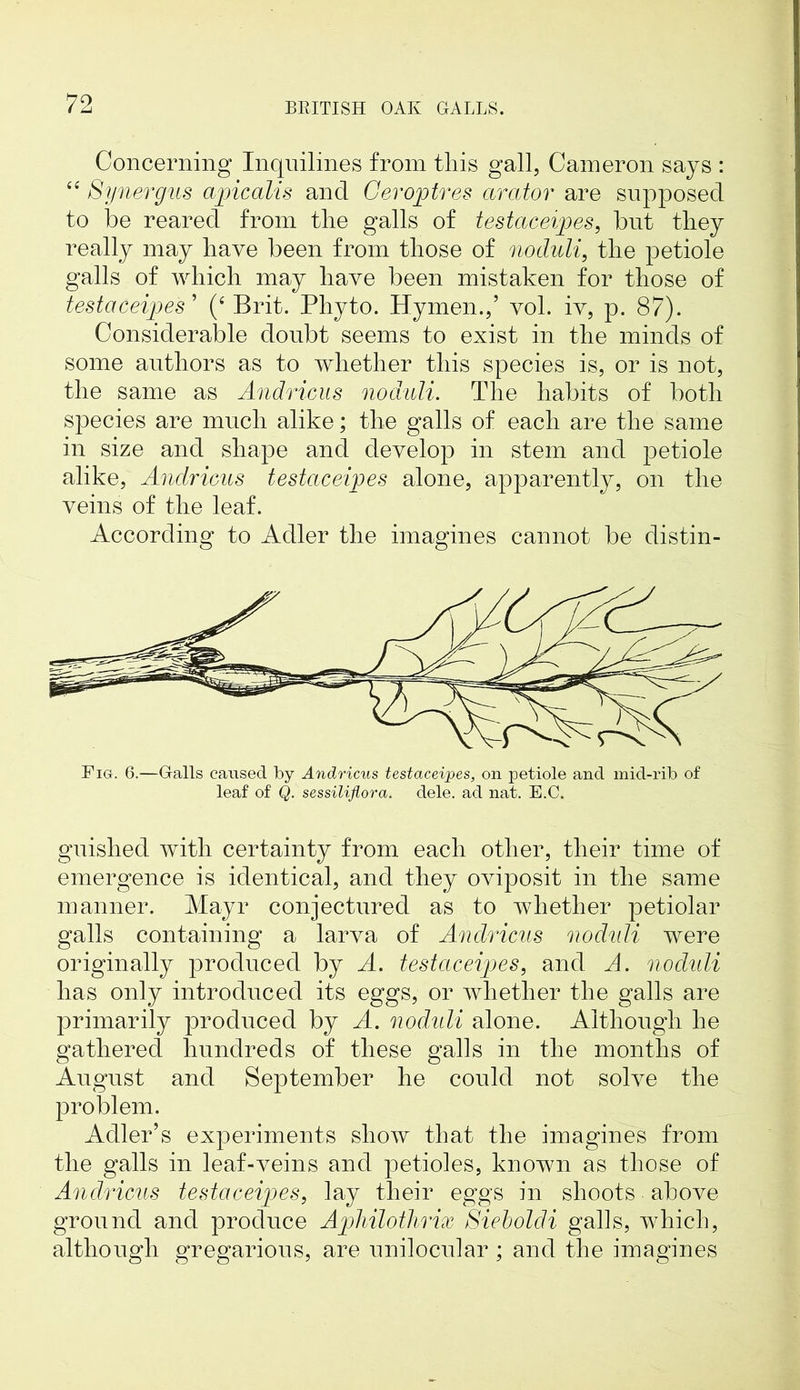 Concerning Inqnilines from this gall, Cameron says : “ Synergus ajpicalis and Gerojotres arator are supposed to be reared from the galls of testaceijpes, but they really may have been from those of noduli, the petiole galls of which may have been mistaken for those of testaceijpes’ (‘Brit. Phyto. Hymen.,’ vol. iv, p. 87). Considerable doubt seems to exist in the minds of some authors as to whether this species is, or is not, the same as Andricus noduli. The habits of both species are much alike; the galls of each are the same in size and shape and develop in stem and petiole alike, Andricus testaceipes alone, apparently, on the veins of the leaf. According to Adler the imagines cannot be distin- Fig. 6.—Galls caused by Andricus testaceipes, on petiole and mid-rib of leaf of Q. sessiliflora. dele, ad nat. E.C. guished with certainty from each other, their time of emergence is identical, and they oviposit in the same manner. Mayr conjectured as to whether petiolar galls containing a larva of Andricus noduli were originally produced by A. testaceijoes, and A. noduli lias only introduced its eggs, or whether the galls are jirimarily produced by A. nodidi alone. Although he gathered hundreds of these galls in the months of August and September he could not solve the problem. Adler’s experiments show that the imagines from the galls in leaf-veins and petioles, known as those of Andricus testaceijpes, lay their eggs in shoots above ground and produce Ajohilothrix Sieboldi galls, which, although gregarious, are unilocular ; and the imagines