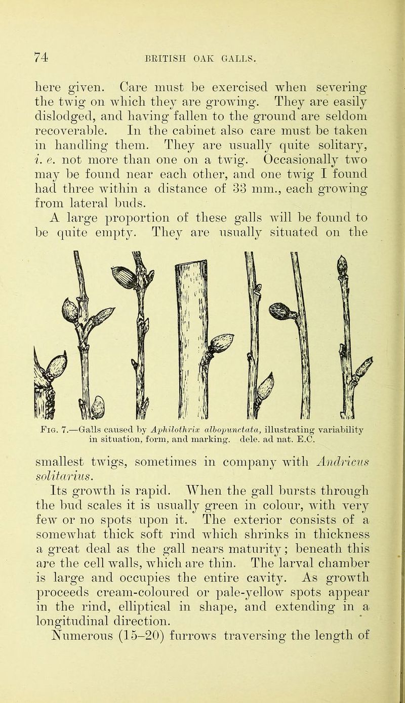 here given. Care must be exercised when severing the twig on which they are growing. They are easily dislodged, and having fallen to the ground are seldom recoverable. In the cabinet also care must be taken in handling them. They are usually quite solitary, i. e. not more than one on a twig. Occasionally two may be found near each other, and one twig I found had three within a distance of 33 mm., each growing from lateral buds. A large proportion of these galls will be found to be quite empty. They are usually situated on the Fig. 7.—Galls caused by Aphilothrix albopunctata, illustrating- variability in situation, form, and marking, dele, ad nat. E.C. smallest twigs, sometimes in company with Anclricus solitarius. Its growth is rapid. When the gall bursts through the bud scales it is usually green in colour, with very few or no spots upon it. The exterior consists of a somewhat thick soft rind which shrinks in thickness a great deal as the gall nears maturity; beneath this are the cell walls, which are thin. The larval chamber is large and occupies the entire cavity. As growth proceeds cream-coloured or pale-yellow spots appear in the rind, elliptical in shape, and extending in a longitudinal direction. Numerous (15-20) furrows traversing the length of