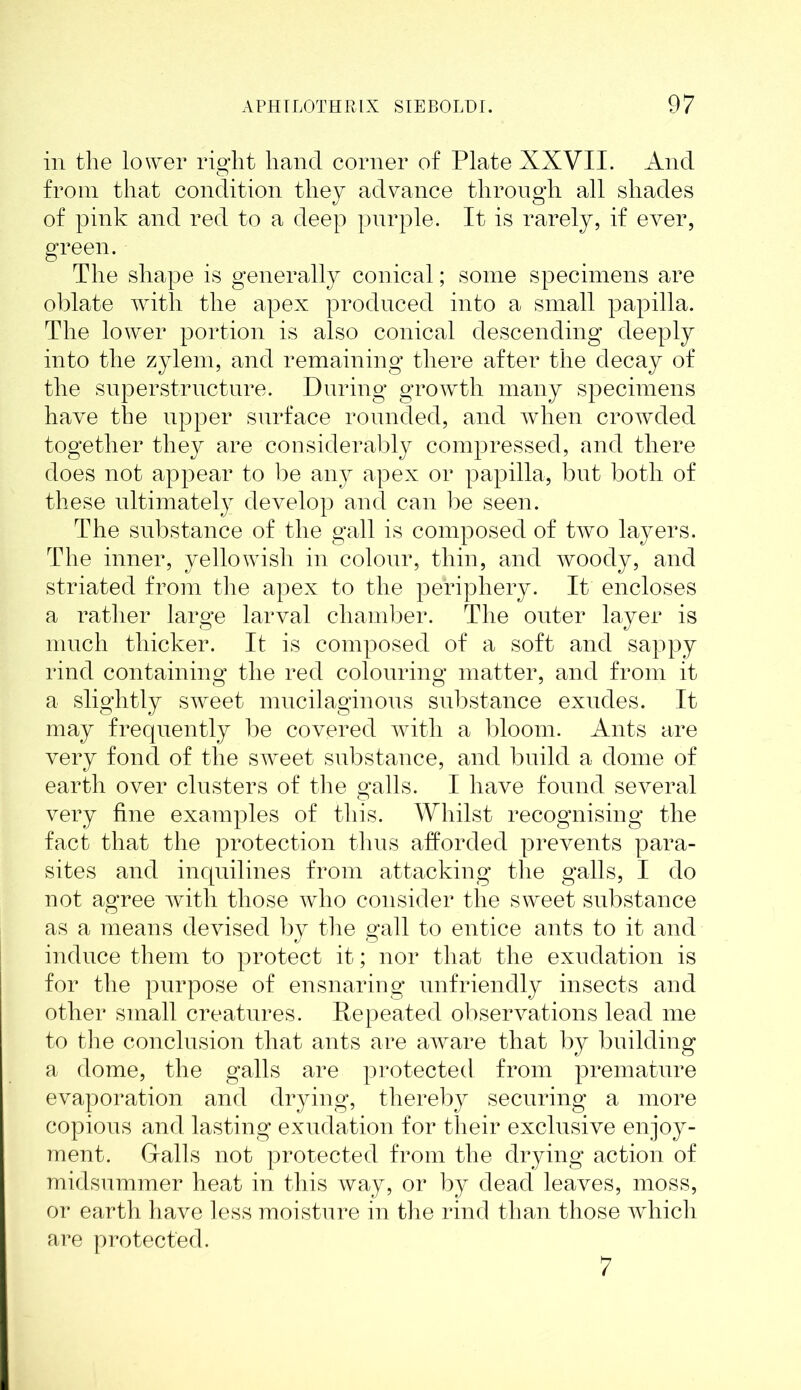 in the lower right hand corner of Plate XXVII. And from that condition they advance through all shades of pink and red to a deep purple. It is rarely, if ever, green. The shape is generally conical; some specimens are oblate with the apex produced into a small papilla. The lower portion is also conical descending deeply into the zylem, and remaining there after the decay of the superstructure. During growth many specimens have the upper surface rounded, and when crowded together they are considerably compressed, and there does not appear to be any apex or papilla, but both of these ultimately develop and can be seen. The substance of the gall is composed of two layers. The inner, yellowish in colour, thin, and woody, and striated from the apex to the periphery. It encloses a rather large larval chamber. The outer layer is much thicker. It is composed of a soft and sappy rind containing the red colouring matter, and from it a slightly sweet mucilaginous substance exudes. It may frequently be covered with a bloom. Ants are very fond of the sweet substance, and build a dome of earth over clusters of the galls. I have found several very line examples of this. Whilst recognising the fact that the protection thus afforded prevents para- sites and inquilines from attacking the galls, I do not agree with those who consider the sweet substance as a means devised by the gall to entice ants to it and induce them to protect it; nor that the exudation is for the purpose of ensnaring unfriendly insects and other small creatures. Repeated observations lead me to the conclusion that ants are aware that by building a dome, the galls are protected from premature evaporation and drying, thereby securing a more copious and lasting exudation for their exclusive enjoy- ment. Galls not protected from the drying action of midsummer heat in this way, or by dead leaves, moss, or earth have less moisture in the rind than those which are protected. 7