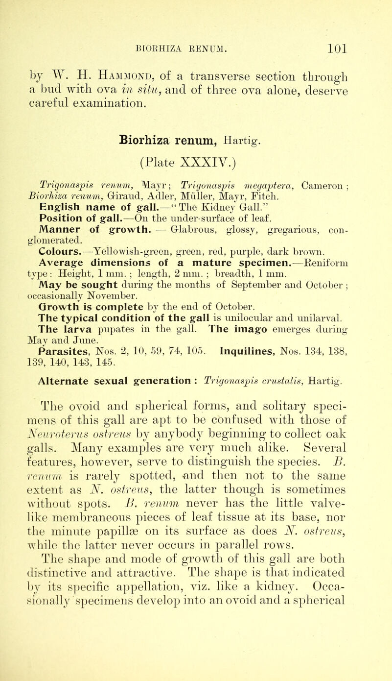 by W. H. Hammond, of a transverse section through a bud with ova in situ, and of three ova alone, deserve careful examination. Biorhiza renum, Hartig. (Plate XXXIV.) Trigonaspis renum, Mayr; Trigonaspis megaptera, Cameron; Biorhiza renum, G-iraud, Adler, Muller, Mayr, Fitch. English name of gall.—“ The Kidney Gall.” Position of gall.—On the under-surface of leaf. Manner of growth. — Glabrous, glossy, gregarious, con- glomerated. Colours.—Yellowish-green, green, red, purple, dark brown. Average dimensions of a mature specimen.—Reniform type: Height, 1 mm. ; length, 2 mm. ; breadth, 1 mm. May be sought during the months of September and October ; occasionally November. Growth is complete by the end of October. The typical condition of the gall is unilocular and unilarval. The larva pupates in the gall. The imago emerges during May and June. Parasites, Nos. 2, 10, 59, 74, 105. Inquilines, Nos. 134, 188, 139, 140, 143, 145. Alternate sexual generation : Trigonaspis crustalis, Hartig. The ovoid and spherical forms, and solitary speci- mens of this gall are apt to be confused with those of Neuroterus ostreus by anybody beginning to collect oak galls. Many examples are very much alike. Several features, however, serve to distinguish the species. B. renum is rarely spotted, -and then not to the same extent as N. ostreus, the latter though is sometimes without spots. B. renum never has the little valve- like membraneous pieces of leaf tissue at its base, nor the minute papillae on its surface as does N. ostreus, while the latter never occurs in parallel rows. The shape and mode of growth of this gall are both distinctive and attractive. The shape is that indicated by its specific appellation, viz. like a kidney. Occa- sionally specimens develop into an ovoid and a spherical