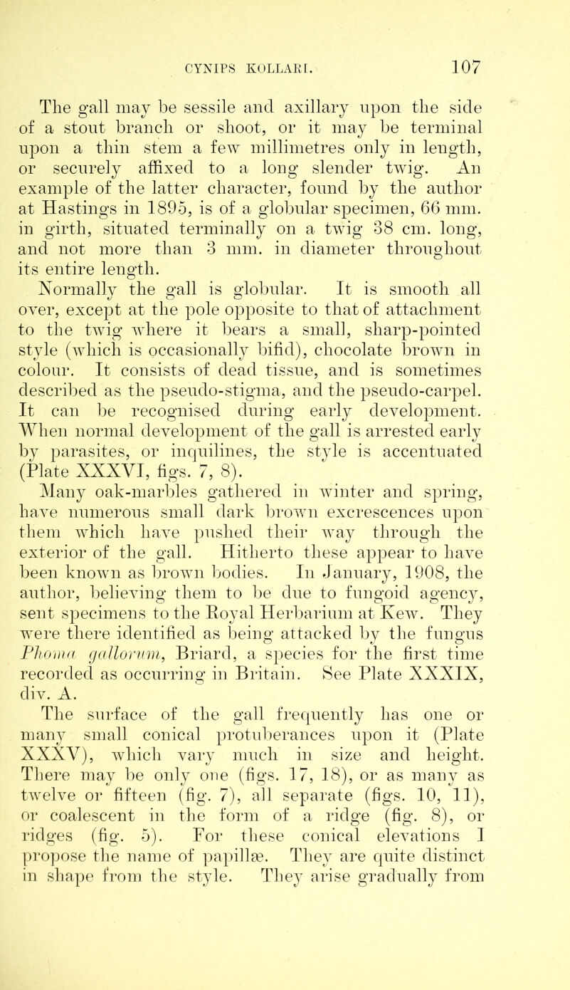 The gall may be sessile and axillary upon the side of a stout branch or shoot, or it may be terminal upon a thin stem a few millimetres only in length, or securely affixed to a long slender twig. An example of the latter character, found by the author at Hastings in 1895, is of a globular specimen, 66 mm. in girth, situated terminally on a twig 88 cm. long, and not more than 8 mm. in diameter throughout its entire length. Normally the gall is globular. It is smooth all over, except at the pole opposite to that of attachment to the twig where it bears a small, sharp-pointed style (which is occasionally bifid), chocolate brown in colour. It consists of dead tissue, and is sometimes described as the pseudo-stigma, and the pseudo-carpel. It can be recognised during early development. When normal development of the gall is arrested early by parasites, or inquilines, the style is accentuated (Plate XXXVI, figs. 7, 8). Many oak-marbles gathered in winter and spring, have numerous small dark brown excrescences upon them which have pushed their way through the exterior of the gall. Hitherto these appear to have been known as brown bodies. In January, 1908, the author, believing them to be due to fungoid agency, sent specimens to the Royal Herbarium at Kew. They were there identified as being attacked by the fungus Phoma gcdlorum, Briard, a species for the first time recorded as occurring in Britain. See Plate XXXIX, div. A. The surface of the gall frequently has one or many small conical protuberances upon it (Plate XXXV), which vary much in size and height. There may be only one (figs. 17, 18), or as many as twelve or fifteen (fig. 7), all separate (figs. 10, 11), or coalescent in the form of a ridge (fig. 8), or ridges (fig. 5). For these conical elevations I propose the name of papillse. They are quite distinct in shape from the style. They arise gradually from