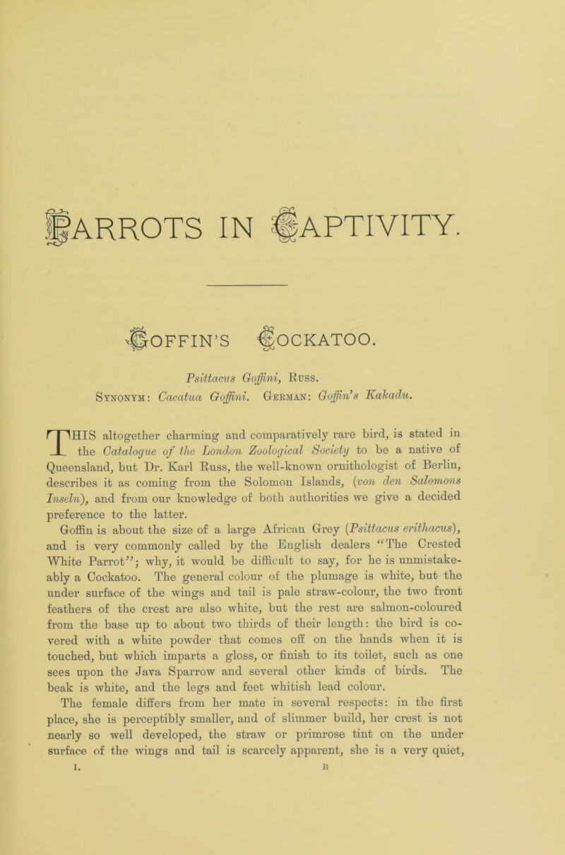 'ARROTS IN APTIVITY. JrOFFIN’S fcOCKATOO. Psittacus Goffini, Russ. Synonym: Cacatua Goffini. G-erman: Goffin’s Kakadu. THIS altogether charming and comparatively rare bird, is stated in the Catalogue of the London Zoological Society to be a native of Queensland, but Dr. Karl Russ, the well-known ornithologist of Berlin, describes it as coming from the Solomon Islands, (von den Salomons Inselii), and from our knowledge of both authorities we give a decided preference to the latter. Goffin is about the size of a large African Grey (Psittacus erithacus), and is very commonly called by the English dealers “The Crested White Parrot A why, it would be difficult to say, for he is unmistake- ably a Cockatoo. The general colour of the plumage is white, but the under surface of the wings and tail is pale straw-colour, the two front feathers of the crest are also white, but the rest are salmon-coloured from the base up to about two thii-ds of their length: the bird is co- vered with a white powder that comes off on the hands when it is touched, but which imparts a gloss, or finish to its toilet, such as one sees upon the Java Sparrow and several other kinds of birds. The beak is white, and the legs and feet whitish lead colour. The female differs from her mate in several respects: in the first place, she is perceptibly smaller, and of slimmer build, her crest is not nearly so well developed, the straw or primrose tint on the under surface of the wings and tail is scarcely apparent, she is a very quiet,