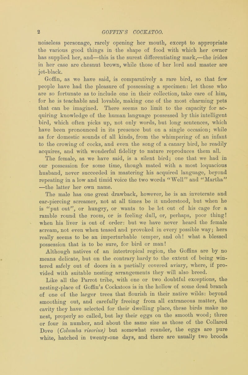 noiseless personage, rarely opening her month, except to appropriate the various good things in the shape of food with which her owner has supplied her, and—this is the surest differentiating mark,—the irides in her case are chesnut brown, while those of her lord and master are jet-black. Goffin, as we have said, is comparatively a rare bird, so that few people have had the pleasure of possessing a specimen: let those who are so fortunate as to include one in their collection, take care of him, for he is teachable and lovable, making one of the most charming pets that can be imagined. There seems no limit to the capacity for ac- quiring knowledge of the human language possessed by this intelligent bird, which often picks up, not only words, but long sentences, which have been pronounced in its presence but on a single occasion; while as for domestic sounds of all kinds, from the whimpering of an infant to the crowing of cocks, and even the song of a canary bird, he readily acquires, and with wonderful fidelity to nature reproduces them all. The female, as we have said, is a silent bird; one that we had in our possession for some time, though mated with a most loquacious husband, never succeeded in mastering his acquired language, beyond repeating in a low and timid voice the two words “Well” and “Martha” —the latter her own name. The male has one great drawback, however, he is an inveterate and ear-piercing screamer, not at all times be it understood, but when he is “put out”, or hungry, or wants to be let out of his cage for a ramble round the room, or is feeling dull, or, perhaps, poor thing! when his liver is out of order: but we have never heard the female scream, not even when teased and provoked in every possible way; hers really seems to be an imperturbable temper, and oh! what a blessed possession that is to be sure, for bird or man! Although natives of an intertropical region, the Goffins are by no means delicate, but on the contrary hardy to the extent of being win- tered safely out of doors in a partially covered aviary, where, if pro- vided with suitable nesting arrangements they will also breed. Like all the Parrot tribe, with one or two doubtful exceptions, the nesting-place of Gof&Ts Cockatoos is in the hollow of some dead branch of one of the larger trees that flourish in their native wilds: beyond smoothing out, and carefully freeing from all extraneous matter, the cavity they have selected for their dwelling place, these birds make no nest, properly so called, but lay their eggs on the smooth wood; three or four in number, and about the same size as those of the Collared Dove (Columba risoriusj but somewhat rounder, the eggs are pure white, hatched in twenty-one days, and there are usually two broods