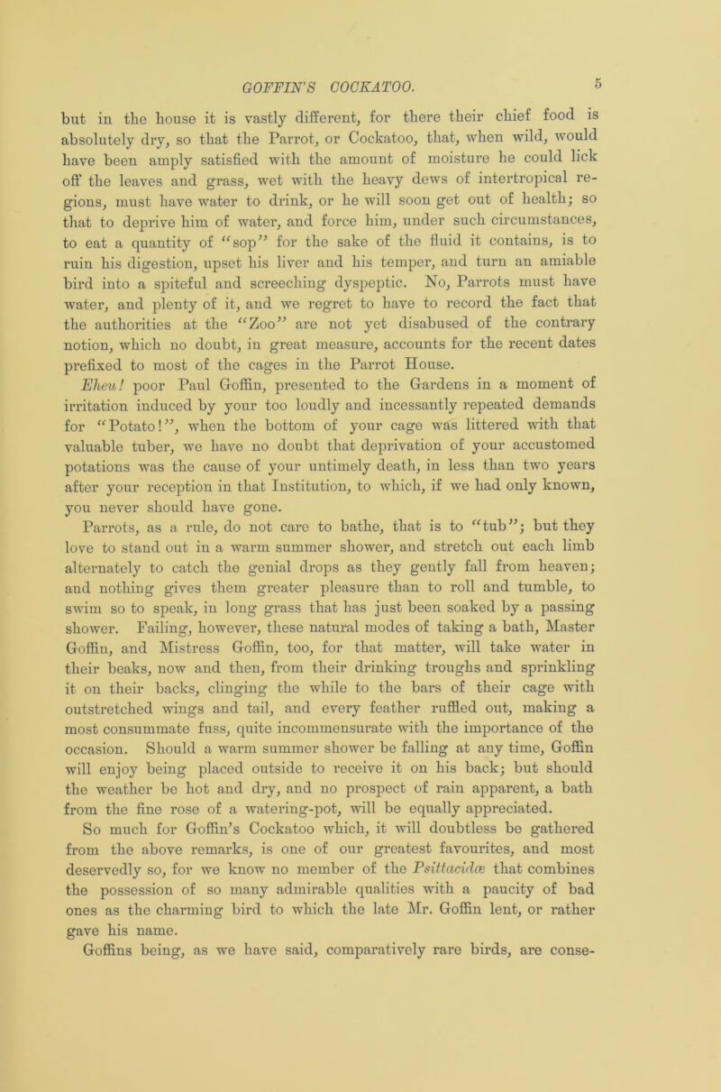 but in the bouse it is vastly different, for there their chief food is absolutely dry, so that the Parrot, or Cockatoo, that, when wild, would have been amply satisfied with the amount of moisture he could lick off the leaves and grass, wet with the heavy dews of intertropical re- gions, must have water to drink, or he will soon get out of health; so that to deprive him of water, and force him, under such circumstances, to eat a quantity of “sop” for the sake of the fluid it contains, is to ruin his digestion, upset his liver and his temper, and turn an amiable bird into a spiteful and screeching dyspeptic. No, Parrots must have water, and plenty of it, and we regret to have to record the fact that the authorities at the “Zoo” are not yet disabused of the contrary notion, which no doubt, in great measure, accounts for the recent dates prefixed to most of the cages in the Parrot House. Eheu! poor Paul Goffin, presented to the Gardens in a moment of irritation induced by your too loudly and incessantly repeated demands for “ Potato! ”, when the bottom of your cage was littered with that valuable tuber, we have no doubt that deprivation of your accustomed potations was the cause of your untimely death, in less than two years after your reception in that Institution, to which, if we had only known, you never should have gone. Parrots, as a rule, do not care to bathe, that is to “tub”; but they love to stand out in a warm summer shower, and stretch out each limb alternately to catch the genial drops as they gently fall from heaven; and nothing gives them greater pleasure than to roll and tumble, to swim so to speak, in long grass that has just been soaked by a passing shower. Failing, however, these natural modes of taking a bath, Master Goffin, and Mistress Goffin, too, for that matter, will take water in their beaks, now and then, from their drinking troughs and sprinkling it on their backs, clinging the while to the bars of their cage with outstretched wings and tail, and every feather ruffled out, making a most consummate fuss, quite incommensurate with the importance of the occasion. Should a warm summer shower be falling at any time, Goffin will enjoy being placed outside to receive it on his back; but should the weather be hot and dry, and no prospect of rain apparent, a bath from the fine rose of a watering-pot, will be equally appreciated. So much for Goffhffs Cockatoo which, it will doubtless be gathered from the above remarks, is one of our greatest favourites, and most deservedly so, for we know no member of the Psittacidce that combines the possession of so many admirable qualities with a paucity of bad ones as the charming bird to which the late Mr. Goffin lent, or rather gave his name. Goffins being, as we have said, comparatively rare birds, are conse-
