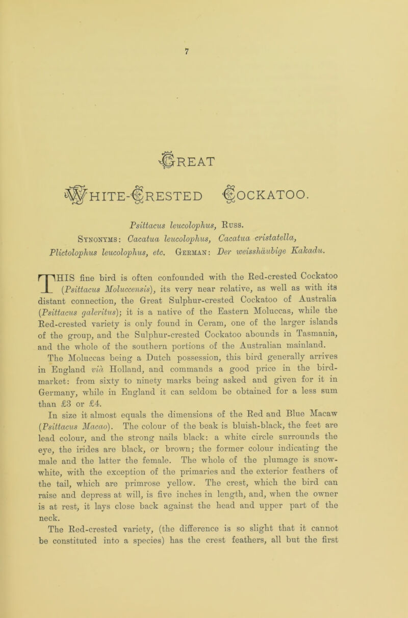 jREAT HITE-^RESTED -^OCKATOO Psi.ttacus leucolophus, Russ. Synonyms: Caccitna leucolophus, Cacatua cristatella, Plictolophus leucolophus, etc. German : Dev weisshduhige Kakadu. THIS fine bird is often confounded witb tbe Red-crested Cockatoo (Psittacus Holuccensis), its very near relative, as well as witb its distant connection, tbe Great Sulpbur-crested Cockatoo of Australia (Psittacus galeritus); it is a native of tbe Eastern Moluccas, while tbe Red-crested variety is only found in Ceram, one of tbe larger islands of tbe group, and tbe Sulpbur-crested Cockatoo abounds in Tasmania, and tbe whole of tbe southern portions of tbe Australian mainland. The Moluccas being a Dutch possession, this bird generally arrives in England via Holland, and commands a good price in tbe bird- market: from sixty to ninety marks being asked and given for it in Germany, while in England it can seldom be obtained for a less sum than £3 or £4. In size it almost equals tbe dimensions of tbe Red and Blue Macaw (Psittacus Macao). Tbe colour of tbe beak is bluish-black, tbe feet are lead colour, and tbe strong nails black: a white circle surrounds tbe eye, tbe irides are black, or brown; tbe former colour indicating tbe male and tbe latter tbe female. Tbe whole of tbe plumage is snow- white, witb tbe exception of the primaries and the exterior feathers of the tail, which are primrose yellow. The crest, which the bird can raise and depress at will, is five inches in length, and, when tbe owner is at rest, it lays close back against the bead and upper part of tbe neck. The Red-crested variety, (the difference is so slight that it cannot be constituted into a species) has tbe crest feathers, all but tbe first