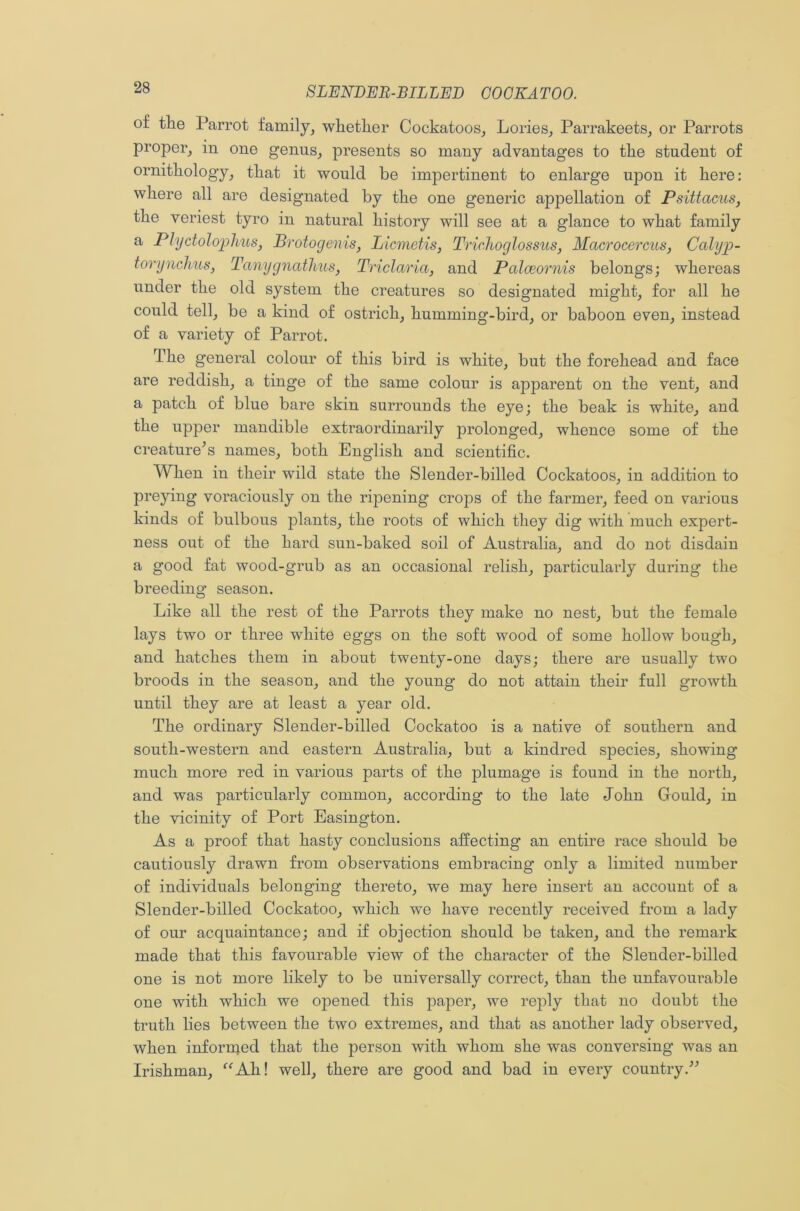 of the Parrot family, whether Cockatoos, Lories, Parrakeets, or Parrots proper, in one genus, presents so many advantages to the student of ornithology, that it would be impertinent to enlarge upon it here: where all are designated by the one generic appellation of Psittacus, the veriest tyro in natural history will see at a glance to what family a Plyctolophus, Brotogenis, Licmetis, Trichoglossus, Macrocercus, Ccdyp- torynchus, Tanygnathus, Triclaria, and Palceornis belongs; whereas under the old system the creatures so designated might, for all he could tell, be a kind of ostrich, humming-bird, or baboon even, instead of a variety of Parrot. The general colour of this bird is white, but the forehead and face are reddish, a tinge of the same colour is apparent on the vent, and a patch of blue bare skin surrounds the eye; the beak is white, and the upper mandible extraordinarily prolonged, whence some of the creature’’s names, both English and scientific. When in their wild state the Slender-billed Cockatoos, in addition to preying voraciously on the ripening crops of the farmer, feed on various kinds of bulbous plants, the roots of which they dig with much expert- ness out of the hard sun-baked soil of Australia, and do not disdain a good fat wood-grub as an occasional relish, particularly during the breeding season. Like all the rest of the Parrots they make no nest, but the female lays two or three white eggs on the soft wood of some hollow bough, and hatches them in about twenty-one clays; there are usually two broods in the season, and the young do not attain their full growth until they are at least a year old. The ordinary Slender-billed Cockatoo is a native of southern and south-western and eastern Australia, but a kindred species, showing much more red in various parts of the plumage is found in the north, and was particularly common, according to the late John Gould, in the vicinity of Port Easington. As a proof that hasty conclusions affecting an entire race should be cautiously drawn from observations embracing only a limited number of individuals belonging thereto, we may here insert an account of a Slender-billed Cockatoo, which we have recently received from a lady of our acquaintance; and if objection should be taken, and the remark made that this favourable view of the character of the Sleuder-billed one is not more likely to be universally correct, than the unfavourable one with which we opened this paper, we reply that no doubt the truth lies between the two extremes, and that as another lady observed, when informed that the person with whom she was conversing was an Irishman, “Ah! well, there are good and bad in every country.”
