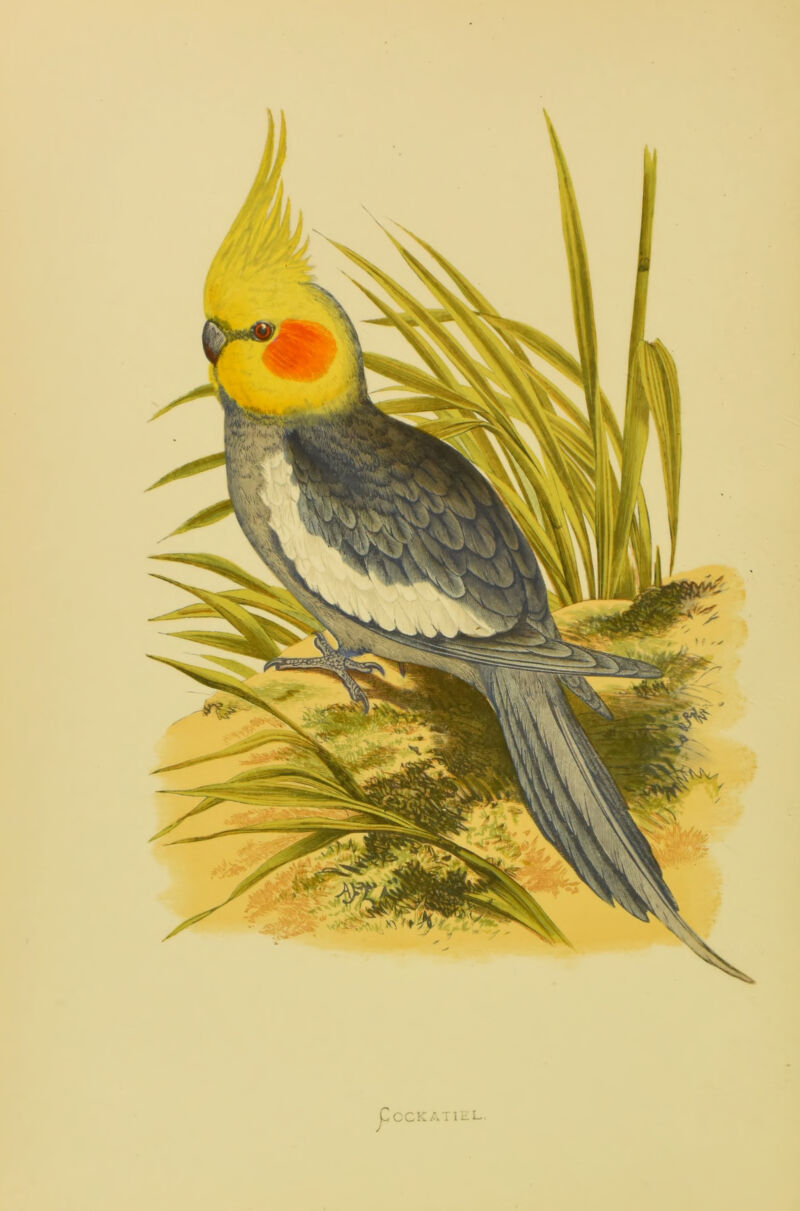 COCKATIEL. J