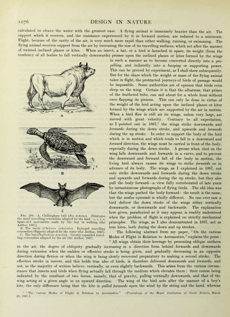 calculated to cleave the water with the greatest ease. A flying animal is immensely heavier than the air. The support which it receives, and the resistance experienced by it in forward motion, are reduced to a minimum. Flight, because of the rarity of the air, is very much more rapid than either walking, running, or swimming. The flying animal receives support from the air by increasing the size of its travelling surfaces, which act after the manner of twisted inclined planes or kites. When an insect, a bat, or a bird is launched in space, its weight (from the tendency of all bodies to fall vertically downwards) presses upon the inclined planes or kites formed by the wings in such a manner as to become converted directly into a pro- pelling, and indirectly into a buoying or supporting power. This can be proved by experiment, as I shall show subsequently. But for the share which the weight or mass of the flying animal takes in flight, the protracted journeys of birds of passage would be impossible. Some authorities are of opinion that birds even sleep on the wing. Certain it is that the albatross, that prince of the feathered tribe, can sail about for a whole hour without once flapping its pinions. This can only be done in virtue of the weight of the bird acting upon the inclined planes or kites formed by the wings which are supported by the air in motion. When a bird flies in still air its wings, unless very large, are moved with great velocity. Contrary to all expectation, as I pointed out in 1867,1 the wings strike downwards and forwards during the down stroke, and upwards and forwards during the up stroke. In order to support the body of the bird which is in motion and which tends to fall in a downward and forward direction, the wings must be carried in front of the body, especially during the down stroke. A grouse when shot on the wing falls downwards and forwards in a curve, and to prevent the downward and forward fall of the body in motion, the living bird always causes its wings to strike forwards or in advance of its body. The wings, as I explained in 1867, not only strike downwards and forwards during the down stroke and upwards and forwards during the up stroke, but they also pull the body forward—a view fully corroborated of late years by instantaneous photographs of flying birds. The old idea was that the wings pushed the body forward : the result is the same, but the modus operandi is wholly different. No one ever saw a bird deliver the down stroke of the wings either vertically downwards, or downwards and backwards. The explanation here given, paradoxical as it may appear, is readily understood when the problem of flight is explained on strictly mechanical principles. The wings, as I also demonstrated in 1867, act as true kites, both during the down and up strokes. The following abstract from my paper, “ On the various Modes of Flight in Relation to Aeronautics,” explains the point: “ All wings obtain their leverage by presenting oblique surfaces to the air, the degree of obliquity gradually increasing in a direction from behind forwards and downwards during extension when the sudden or effective stroke is being given, and gradually decreasing in an opposite direction during flexion or when the wing is being slowly recovered preparatory to making a second stroke. The effective stroke in insects, and this holds true also of birds, is therefore delivered downwards and forwards, and not, as the majority of writers believe, vertically, or even slightly backwards. This arises from the curious circum- stance that insects and birds when flying actually fall through the medium which elevates them ; their course being indicated by the resultant of two forces, namely, that of gravity, pulling vertically downwards, and that of the wing acting at a given angle in an upward direction. The wing of the bird acts after the manner of a boy’s kite, the only difference being that the kite is pulled forwards upon the wind by the string and the hand, whereas Fig. 299.—A. Chillingham bull (Bos scoticus). Illustrates the small travelling extremities adapted for the land, r, s, t, a, figure-of-8 movements made by the feet in walking (the Author, 1867). B. The turtle (Chelonia imbricata). Enlarged travelling extremities (flippers) adapted for the water (the Author, 1867). C. The bat (Phyllorhina gracilis). Greatly expanded travel- ling extremities adapted for the air (the Author, 1867). 1 “The various Modes of Flight in Relation to Aeronautics.” 22, 1867.) (Proceedings of the Royal Institution of Great, Britain, March