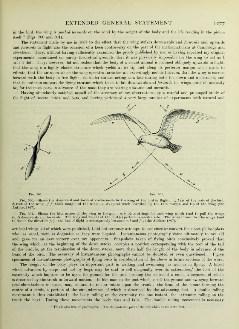 io77 in the bird, the wing is pushed forwards on the wind by the weight of the body and the life residing in the pinion itself ” (Figs. 300 and 301). The statement made by me in 1867 to the effect that the wing strikes downwards and forwards and upwards and forwards in flight was the occasion of a keen controversy on the part of the mathematicians at Cambridge and elsewhere. They, without having sufficiently examined the proofs published by me, or having repeated my original experiments, maintained on purely theoretical grounds, that it was physically impossible for the wing to act as I said it did. They, however, did not realise that the body of a volant animal is inclined obliquely upwards in flight, that the wing is a highly elastic structure which yields at its tip and along its posterior margin when made to vibrate, that the air upon which the wing operates furnishes an exceedingly mobile fulcrum, that the wing is carried forward with the body in free flight—its under surface acting as a kite during both the down and up strokes, and that in order to support the flying creature which tends to fall downwards and forwards the wings must of necessity be, for the most part, in advance of the mass they are bearing upwards and onwards. Having abundantly satisfied myself of the accuracy of my observations by a careful and prolonged study of the flight of insects, birds, and bats, and having performed a very large number of experiments with natural and Fig. 300.—Shows the downward and forward stroke made by the wing of the bird in flight, x, Axis of the body of the bird, d, root of the wing ; thick margin of the wing ; a, a', spiral track described by the thin margin and tip of the wing (the Author, 1867). Fig. 301.—Shows the kite action of the wing in the.gull, a, b, Kite strings for each wing which tend to pull the wings (c, d) downwards and forwards. The body and weight of the bird (e) perform a similar role. The kites formed by the wings tend to rise in the direction/, g ; the line of flight is consequently between a, b and/, g (the Author, 1867). artificial wings, all of which were published, I did not seriously attempt to convince or convert the closet philosophers who, as usual, were as dogmatic as they were bigoted. Instantaneous photography came ultimately to my aid and gave me an easy victory over my opponents. Snap-shots taken of flying birds conclusively proved that the wing which, at the beginning of the down stroke, occupies a position corresponding with the root of the tail of the bird, is, at the termination of the down stroke, more than half the length of the body in advance of the beak of the bird. The accuracy of instantaneous photographs cannot be doubted or even questioned. I give specimens of instantaneous photographs of flying birds in corroboration of the above in future sections of the work. The weight of the body plays an important part in walking and swimming, as well as in flying. A biped which advances by steps and not by leaps may be said to roll diagonally over its extremities,1 the foot of the extremity which happens to be upon the ground for the time forming the centre of a circle, a segment of which is described by the trunk in forward motion. In like manner the foot which is off the ground and swinging forward pendulum-fashion in space, may be said to roll or rotate upon the trunk ; the head of the femur forming the centre of a circle, a portion of the circumference of which is described by the advancing foot. A double rolling movement is thus established ; the body rolling on the extremity the one instant, the extremity rolling on the trunk the next. During these movements the body rises and falls. The double rolling movement is necessary 1 This is also true of quadrupeds. It is the posterior part of the feet which is set down first.