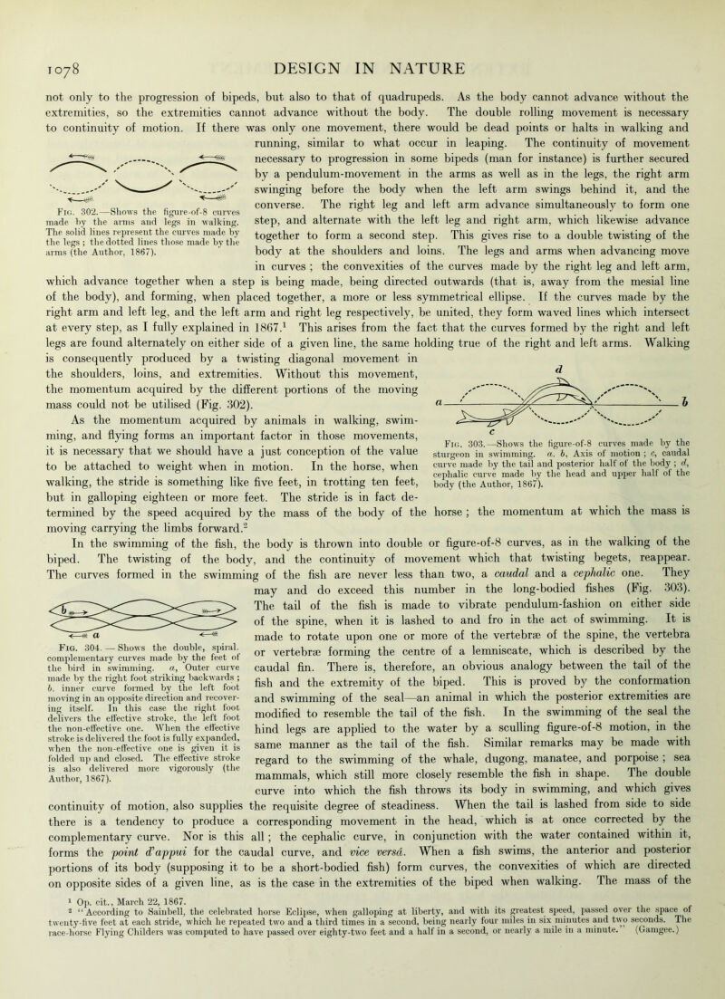 not only to the progression of bipeds, but also to that of quadrupeds. As the body cannot advance without the extremities, so the extremities cannot advance without the body. The double rolling movement is necessary to continuity of motion. If there was only one movement, there would be dead points or halts in walking and running, similar to what occur in leaping. The continuity of movement necessary to progression in some bipeds (man for instance) is further secured by a pendulum-movement in the arms as well as in the legs, the right arm swinging before the body when the left arm swings behind it, and the converse. The right leg and left arm advance simultaneously to form one step, and alternate with the left leg and right arm, which likewise advance together to form a second step. This gives rise to a double twisting of the body at the shoulders and loins. The legs and arms when advancing move in curves ; the convexities of the curves made by the right leg and left arm, which advance together when a step is being made, being directed outwards (that is, away from the mesial line of the body), and forming, when placed together, a more or less symmetrical ellipse. If the curves made by the right arm and left leg, and the left arm and right leg respectively, be united, they form waved lines which intersect at every step, as I fully explained in 1867.1 This arises from the fact that the curves formed by the right and left legs are found alternately on either side of a given line, the same holding true of the right and left arms. Walking is consequently produced by a twisting diagonal movement in the shoulders, loins, and extremities. Without this movement, the momentum acquired by the different portions of the moving mass could not be utilised (Fig. 302). As the momentum acquired by animals in walking, swim- ming, and flying forms an important factor in those movements, it is necessary that we should have a just conception of the value to be attached to weight when in motion. In the horse, when walking, the stride is something like five feet, in trotting ten feet, but in galloping eighteen or more feet. The stride is in fact de- termined by the speed acquired by the mass of the body of the horse ; the momentum at winch the mass is moving carrying the limbs forward.2 In the swimming of the fish, the body is thrown into double or figure-of-8 curves, as in the walking of the biped. The twisting of the body, and the continuity of movement which that twisting begets, reappear. The curves formed in the swimming of the fish are never less than two, a caudal and a cephalic one. They may and do exceed this number in the long-bodied fishes (Fig. 303). The tail of the fish is made to vibrate pendulum-fashion on either side of the spine, when it is lashed to and fro in the act of swimming. It is made to rotate upon one or more of the vertebrae of the spine, the vertebra or vertebrae forming the centre of a lemniscate, which is described by the caudal fin. There is, therefore, an obvious analogy between the tail of the fish and the extremity of the biped. This is proved by the conformation and swimming of the seal—an animal in which the posterior extremities are modified to resemble the tail of the fish. In the swimming of the seal the hind legs are applied to the water by a sculling figure-of-8 motion, in the same manner as the tail of the fish. Similar remarks may be made with regard to the swimming of the whale, dugong, manatee, and porpoise ; sea mammals, which still more closely resemble the fish in shape. The double curve into which the fish throws its body in swimming, and which gives continuity of motion, also supplies the requisite degree of steadiness. When the tail is lashed from side to side there is a tendency to produce a corresponding movement in the head, which is at once corrected by the complementary curve. Nor is this all ; the cephalic curve, in conjunction with the water contained within it, forms the point d'appui for the caudal curve, and vice versa. When a fish swims, the anterior and posterior portions of its body (supposing it to be a short-bodied fish) form curves, the convexities of which are directed on opposite sides of a given line, as is the case in the extremities of the biped when walking. The mass of the 1 Op. cit., March 22, 1867. 2 “According to Sainbell, the celebrated horse Eclipse, when galloping at liberty, and with its greatest speed, passed over the space of twenty-five feet at each stride, which he repeated two and a third times in a second, being nearly four miles in six minutes and two seconds. The race-horse Flying Childers was computed to have passed over eighty-two feet and a half in a second, or nearly a mile in a minute. (Gamgee.) Fig. 304. — Shows the double, spiral, complementary curves made by the feet of the bird in swimming. a. Outer curve made by the right foot striking backwards ; b, inner curve formed by the left foot moving in an opposite direction and recover- ing itself. In this case the right foot delivers the effective stroke, the left foot the non-effective one. When the effective stroke is delivered the foot is fully expanded, when the non-effective one is given it is folded up and closed. The effective stroke is also delivered more vigorously (the Author, 1867). c Fig. 303.—Shows the figure-of-8 curves made by the sturgeon in swimming, a. b, Axis of motion ; c, caudal curve made by the tail and posterior half of the body ; d, cephalic curve made by the head and upper half of the body (the Author, 1867). *— Fig. 302.—Shows the figure-of-8 curves made by the arms and legs in walking. The solid lines represent the curves made by the legs ; the dotted lines those made by the arms (the Author, 1867).