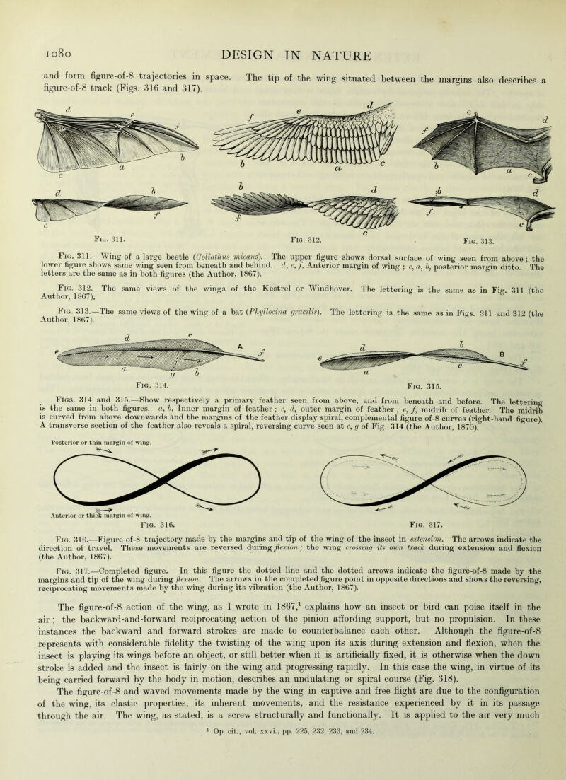 and form figure-of-8 trajectories in space. The tip of the wing situated between the margins also describes a figure-of-8 track (Figs. 316 and 317). Fig. 311. Fig. 312. Fig. 313. Fig. 311.—Wing of a large beetle (Goliuthus micans). The upper figure shows dorsal surface of wing seen from above; the lower figure shows same wing seen from beneath and behind, d, e, f, Anterior margin of wing ; c, «, b, posterior margin ditto. ' The letters are the same as in both figures (the Author, 1867). Fig. 312.—The same views of the wings of the Kestrel or Windhover. The lettering is the same as in Fig. 311 ('the Author, 1867). Fig. 313.—The same views of the wing of a bat (Phyllocina gracilis). The lettering is the same as in Fies. 311 and 312 fthe Author, 1867). V Fig. 314. Fig. 315. Figs. 314 and 315.—Show respectively a primary feather seen from above, and from beneath and before. The lettering is the same in both figures, a, b, Inner margin of feather; c, d, outer margin of feather; e, f, midrib of feather. The midrib is curved from above downwards and the margins of the feather display spiral, complemental figure-of-8 curves (right-hand figure). A transverse section of the feather also reveals a spiral, reversing curve seen at c, g of Fig. 314 (the Author, 1870). Posterior or thin margin of wing. Fig. 316.—Figure-of-8 trajectory made by the margins and tip of the wing of the insect in extension. The arrows indicate the direction of travel. These movements are reversed during flexion; the wing crossing its own track during extension and flexion (the Author, 1867). Fig. 317.—Completed figure. In this figure the dotted line and the dotted arrows indicate the figure-of-8 made by the margins and tip of the wing during flexion. The arrows in the completed figure point in opposite directions and shows the reversing, reciprocating movements made by the wing during its vibration (the Author, 1867). The figure-of-8 action of the wing, as I wrote in 1867,1 explains how an insect or bird can poise itself in the air ; the backward-and-forward reciprocating action of the pinion affording support, but no propulsion. In these instances the backward and forward strokes are made to counterbalance each other. Although the figure-of-8 represents with considerable fidelity the twisting of the wing upon its axis during extension and flexion, when the insect is playing its wings before an object, or still better when it is artificially fixed, it is otherwise when the down stroke is added and the insect is fairly on the wing and progressing rapidly. In this case the wing, in virtue of its being carried forward by the body in motion, describes an undulating or spiral course (Fig. 318). The figure-of-8 and waved movements made by the wing in captive and free flight are due to the configuration of the wing, its elastic properties, its inherent movements, and the resistance experienced by it in its passage through the air. The wing, as stated, is a screw structurally and functionally. It is applied to the air very much 1 Op. cit., vol. xxvi., pp. 225, 232, 233, and 234.