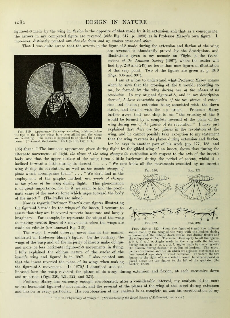 figure-of-8 made by the wing in -flexion is the opposite of that made by it in extension, and that as a consequence, the arrows in my completed figure are reversed (vide Fig. 317, p. 1080), as in Professor Marey’s own figure. I, moreover, distinctly pointed out that the down and up strokes cross each other. That I was quite aware that the arrows in the figure-of-8 made during the extension and flexion of the wing are reversed is abundantly proved by the descriptions and illustrations given in my memoir on Flight in the Trans- actions of the Linnean Society (1867), where the reader will find (pp. 248 and 249) no fewer than nine figures in illustration of this very point. Two of the figures are given at p. 1079 (Figs. 306 and 307). I am at a loss to understand what Professor Marey means when he says that the crossing of the 8 would, according to me, be formed by the wing during one of the phases of its revolution. In my original figure-of-8, and in my description thereof, I have invariably spoken of the two phases of exten- sion and flexion ; extension being associated with the down stroke, and flexion with the up stroke. Professor Marey further avers that according to me “ the crossing of the 8 would be formed by a complete reversal of the plane of the wing during one of the phases of its revolution.” I have just explained that there are two phases in the revolution of the wing, and he cannot possibly take exception to my statement that the wing reverses its planes during extension and flexion, for he says in another part of his work (pp. 177, 188, and 195) that : “ The luminous appearance given during flight by the gilded wing of an insect, shows that during the alternate movements of flight, the plane of the wing changes its inclination with respect to the axis of the insect’s body, and that the upper surface of the wing turns a little backward during the period of ascent, whilst it is inclined forward a little during its descent.” ... 11 We now know all the movements executed by an insect’s wing during its revolution, as well as the double change of plane which accompanies them.” . . . “ We shall find in the employment of the graphic method, new proofs of changes in the plane of the wing during flight. This phenomenon is of great importance, for in it we seem to find the proxi- mate cause of the motive force which urges forward the body of the insect.” (The italics are mine.) Now as regards Professor Marey’s own figures illustrating the figure-of-8 made by the wings of the insect, I venture to assert that they are in several respects inaccurate and largely imaginary. For example, he represents the wings of the wasp as making vertical figure-of-8 movements when the wings are made to vibrate (see annexed Fig. 319). The wasp, I would observe, never Hies in the manner indicated in Professor Marey’s figure. On the contrary, the wings of the wasp and of the majority of insects make oblique and more or less horizontal figure-of-8 movements in flying. I fully explained the oblique nature of the stroke of the insect’s wing and figured it in 1867. I also pointed out that the insect reversed the plane of its wings when making the figure-of-8 movement. In 1870,1 I described and de- lineated how the wasp reversed the planes of its wings during extension and flexion, at each successive down and up stroke (Figs. 320, 321, 322, and 323). Professor Marey has curiously enough corroborated, after a considerable interval, my analysis of the more or less horizontal figure-of-8 movements, and the reversal of the planes of the wing of the insect during extension and flexion in every particular. His corroboration of my analysis is as complete as was his corroboration of my 1 “ On the Physiology of Wings.” (Transactions of the Royal Society of Edinburgh, vol. xxvi.) Fig. 320. Fig. 321. Figs. 320 to 323.—Show the figure-of-8 and the different angles made by the wing of the wasp with the horizon during extension and the oblique down stroke, and during flexion and the oblique up stroke. The same letters apply to all the figures. a, b, c, d, e, f, g, Angles made by the wing with the horizon during extension ; g, h, i,j, Jc, l, angles made by the wing with the horizon during flexion ; x, x, line of horizon. The move- ments of extension and flexion which are opposite movements are here recorded separately to avoid confusion. In nature the two figures to the right of the spectator would be superimposed or placed above the two figures to the left of the spectator (the Author, 1870). Fig. 319.—Appearance of a wasp, according to Marey, when the tips of the larger wings have been gilded and the wings are oscillating. The insect is supposed to be placed in a sun- beam. (“ Animal Mechanism,” 1874, p. 187, Fig. 71.)--