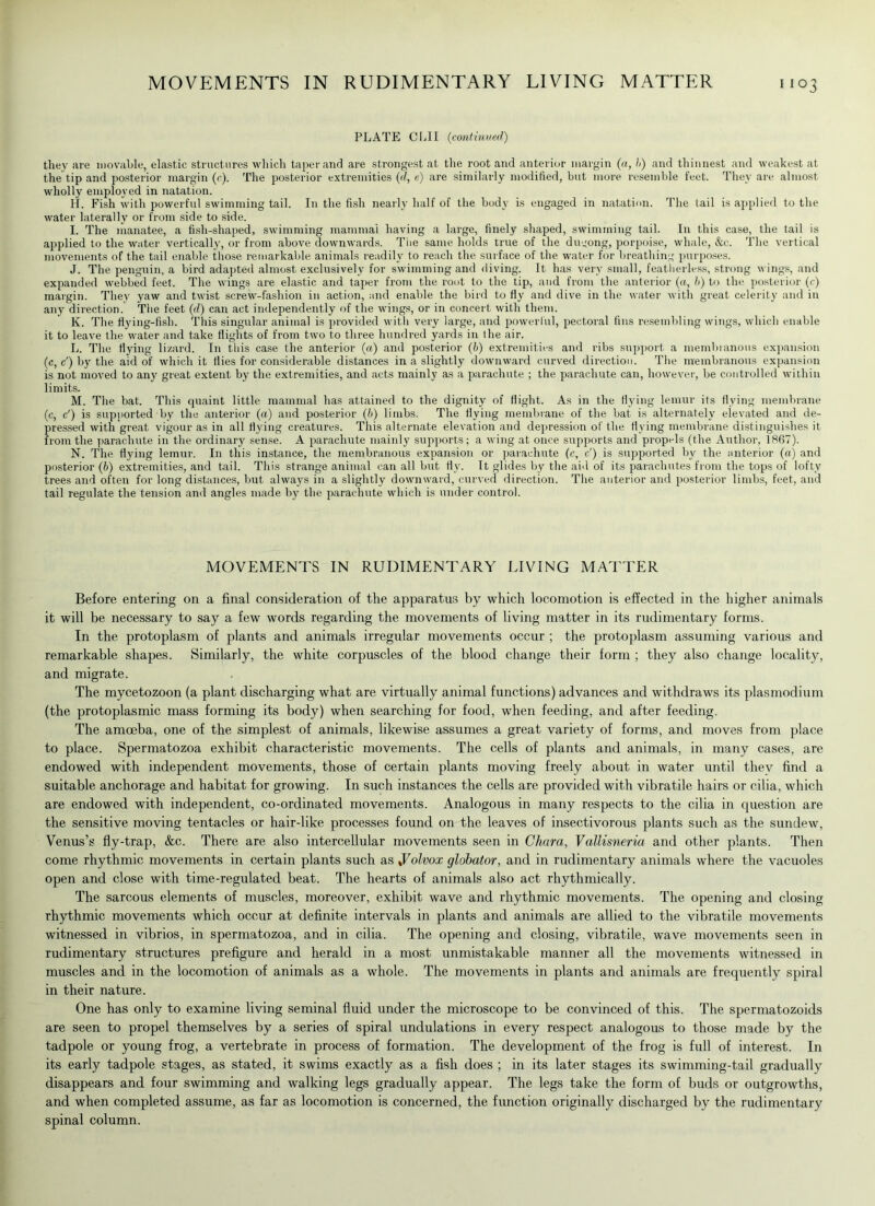PLATE CLII (continued) they ai'e movable, elastic structures which taper and are strongest at the root and anterior margin («, b) and thinnest and weakest at the tip and posterior margin (c). The posterior extremities (d, e) are similarly modified, but more resemble feet. They are almost wholly employed in natation. H. Fish with powerful swimming tail. In the fish nearly half of the body is engaged in natation. The tail is applied to the water laterally or from side to side. I. The manatee, a fish-shaped, swimming mammal having a large, finely shaped, swimming tail. In this case, the tail is applied to the water vertically, or from above downwards. The same holds true of the duyong, porpoise, whale, &c. The vertical movements of the tail enable those remarkable animals readily to reach the surface of the water for breathing purposes. J. The penguin, a bird adapted almost exclusively for swimming and diving. It has very small, featherless, strong wings, and expanded webbed feet. The wings are elastic and taper from the root to the tip, and from the anterior (a, b) to the posterior (c) margin. They yaw and twist screw-fashion in action, and enable the bird to fly and dive in the water with great celerity and in any direction. The feet (d) can act independently of the wings, or in concert with them. K. The flying-fish. This singular animal is provided with very large, and powerful, pectoral fins resembling wings, which enable it to leave the water and take flights of from two to three hundred yards in the air. L. The flying lizard. In this case the anterior (a) and posterior (b) extremities and ribs support a membranous expansion (c, c') by the aid of which it flies for considerable distances in a slightly downward curved direction. The membranous expansion is not moved to any great extent by the extremities, and acts mainly as a parachute ; the parachute can, however, be controlled within limits. M. The bat. This quaint little mammal has attained to the dignity of flight. As in the flying lemur its flying membrane (c, c') is supported by the anterior (a) and posterior (6) limbs. The flying membrane of the bat is alternately elevated and de- pressed with great vigour as in all flying creatures. This alternate elevation and depression of the flying membrane distinguishes it from the parachute in the ordinary sense. A parachute mainly supports; a wing at once supports and propels (the Author, 1867). N. The flying lemur. In this instance, the membranous expansion or parachute (c, c') is supported bv the anterior («) and posterior (6) extremities, and tail. This strange animal can all but fly. It glides by the aid of its parachutes from the tops of lofty trees and often for long distances, but always in a slightly downward, curved direction. The anterior and posterior limbs, feet, and tail regulate the tension and angles made by the parachute which is under control. MOVEMENTS IN RUDIMENTARY LIVING MATTER Before entering on a final consideration of the apparatus by which locomotion is effected in the higher animals it will be necessary to say a few words regarding the movements of living matter in its rudimentary forms. In the protoplasm of plants and animals irregular movements occur ; the protoplasm assuming various and remarkable shapes. Similarly, the white corpuscles of the blood change their form ; they also change locality, and migrate. The mycetozoon (a plant discharging what are virtually animal functions) advances and withdraws its plasmodium (the protoplasmic mass forming its body) when searching for food, when feeding, and after feeding. The amoeba, one of the simplest of animals, likewise assumes a great variety of forms, and moves from place to place. Spermatozoa exhibit characteristic movements. The cells of plants and animals, in many cases, are endowed with independent movements, those of certain plants moving freely about in water until tliev find a suitable anchorage and habitat for growing. In such instances the cells are provided with vibratile hairs or cilia, which are endowed with independent, co-ordinated movements. Analogous in many respects to the cilia in question are the sensitive moving tentacles or hair-like processes found on the leaves of insectivorous plants such as the sundew, Venus’s fly-trap, &c. There are also intercellular movements seen in Chara, Vallisneria and other plants. Then come rhythmic movements in certain plants such as yolvox globator, and in rudimentary animals where the vacuoles open and close with time-regulated beat. The hearts of animals also act rhythmically. The sarcous elements of muscles, moreover, exhibit wave and rhythmic movements. The opening and closing rhythmic movements which occur at definite intervals in plants and animals are allied to the vibratile movements witnessed in vibrios, in spermatozoa, and in cilia. The opening and closing, vibratile, wave movements seen in rudimentary structures prefigure and herald in a most unmistakable manner all the movements witnessed in muscles and in the locomotion of animals as a whole. The movements in plants and animals are frequently spiral in their nature. One has only to examine living seminal fluid under the microscope to be convinced of this. The spermatozoids are seen to propel themselves by a series of spiral undulations in every respect analogous to those made by the tadpole or young frog, a vertebrate in process of formation. The development of the frog is full of interest. In its early tadpole stages, as stated, it swims exactly as a fish does ; in its later stages its swimming-tail gradually disappears and four swimming and walking legs gradually appear. The legs take the form of buds or outgrowths, and when completed assume, as far as locomotion is concerned, the function originally discharged by the rudimentary spinal column.