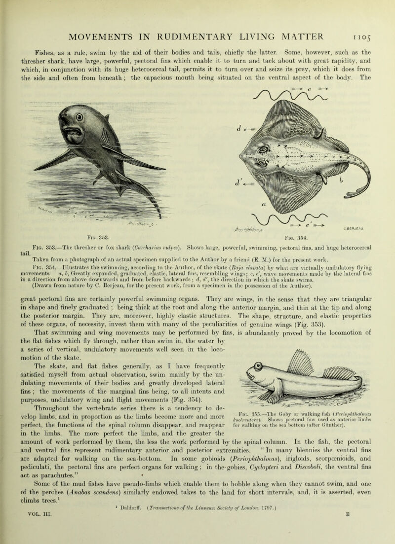 Fishes, as a rule, swim by the aid of their bodies and tails, chiefly the latter. Some, however, such as the thresher shark, have large, powerful, pectoral fins which enable it to turn and tack about with great rapidity, and which, in conjunction with its huge heterocercal tail, permits it to turn over and seize its prey, which it does from the side and often from beneath ; the capacious mouth being situated on the ventral aspect of the body. The Fig. 353.—The thresher or fox shark (Garcharias vulpes). Shows large, powerful, swimming, pectoral fins, and huge heterocercal tail. Taken from a photograph of an actual specimen supplied to the Author by a friend (E. M.) for the present work. Fig. 354.—Illustrates the swimming, according to the Author, of the skate (Raja clavata) by what are virtually undulatory flying movements, a, b, Greatly expanded, graduated, elastic, lateral fins, resembling wings; c, c', wave movements made by the lateral fins in a direction from above downwards and from before backwards ; d, d', the direction in which the skate swims. (Drawn from nature by G'. Berjeau, for the present work, from a specimen in the possession of the Author). great pectoral fins are certainly powerful swimming organs. They are wings, in the sense that they are triangular in shape and finely graduated ; being thick at the root and along the anterior margin, and thin at the tip and along the posterior margin. They are, moreover, highly elastic structures. The shape, structure, and elastic properties of these organs, of necessity, invest them with many of the peculiarities of genuine wings (Fig. 353). That swimming and wing movements may be performed by fins, is abundantly proved by the locomotion of the flat fishes which fly through, rather than swim in, the water by a series of vertical, undulatory movements well seen in the loco- motion of the skate. The skate, and flat fishes generally, as I have frequently satisfied myself from actual observation, swim mainly by the un- dulating movements of their bodies and greatly developed lateral fins ; the movements of the marginal fins being, to all intents and purposes, undulatory wing and flight movements (Fig. 354). Throughout the vertebrate series there is a tendency to de- velop limbs, and in proportion as the limbs become more and more perfect, the functions of the spinal column disappear, and reappear in the limbs. The more perfect the limbs, and the greater the amount of work performed by them, the less the work performed by the spinal column. In the fish, the pectoral and ventral fins represent rudimentary anterior and posterior extremities. “ In many blennies the ventral fins are adapted for walking on the sea-bottom. In some gobioids (Periophthalmus), irigloids, scorpcenioids, and pediculati, the pectoral fins are perfect organs for walking; in the-gobies, Cyclopteri and Discoboli, the ventral fins act as parachutes.” Some of the mud fishes have pseudo-limbs which enable them to hobble along when they cannot swim, and one of the perches (Anabas scandens) similarly endowed takes to the land for short intervals, and, it is asserted, even climbs trees.1 Fig. 355.—The Goby or walking fish (Periophthalmus koelreuteri). Shows pectoral fins used as anterior limbs for walking on the sea bottom (after Giinther). VOL. III. 1 Daldorff. (Transactions of the Linnean Society of London, 1797.) E