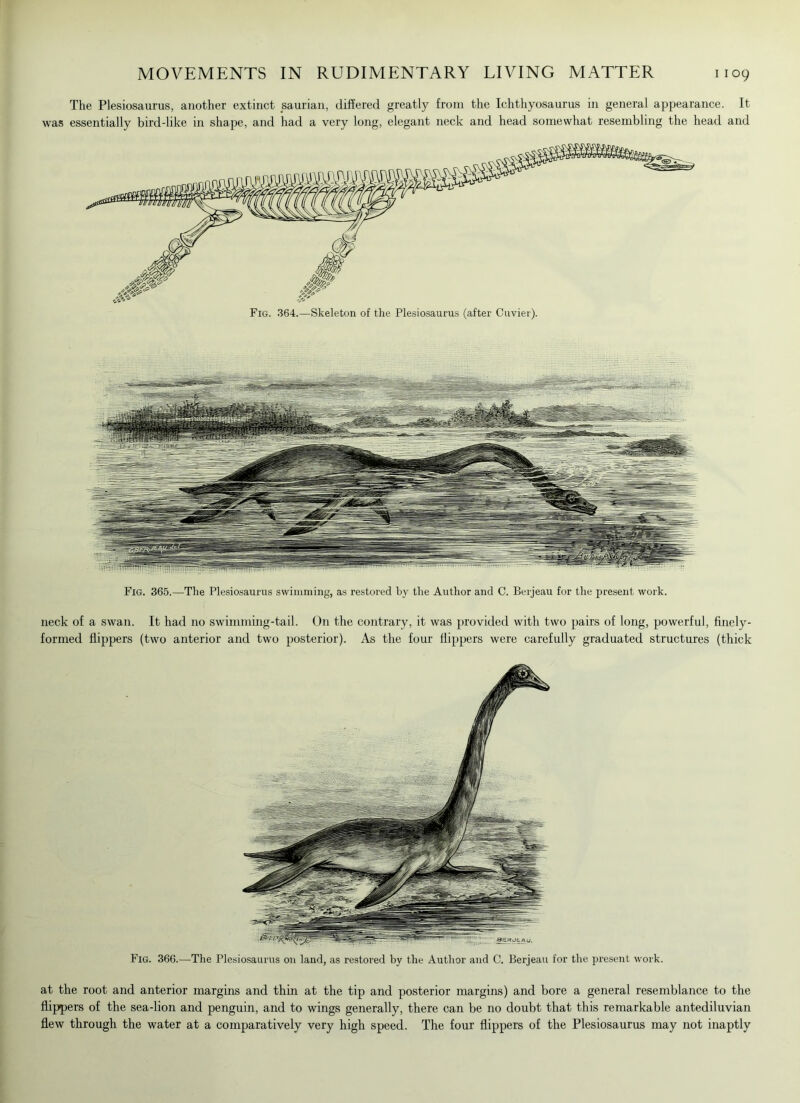 The Plesiosaurus, another extinct saurian, differed greatly from the Ichthyosaurus in general appearance. It was essentially bird-like in shape, and had a very long, elegant neck and head somewhat resembling the head and Fig. 365.—The Plesiosaurus swimming, as restored by the Author and C. Berjeau for the present work. neck of a swan. It had no swimming-tail. On the contrary, it was provided with two pairs of long, powerful, finely- formed flippers (two anterior and two posterior). As the four flippers were carefully graduated structures (thick Fig. 366.—The Plesiosaurus on land, as restored by the Author and C. Berjeau for the present work. at the root and anterior margins and thin at the tip and posterior margins) and bore a general resemblance to the flippers of the sea-lion and penguin, and to wings generally, there can be no doubt that this remarkable antediluvian flew through the water at a comparatively very high speed. The four flippers of the Plesiosaurus may not inaptly