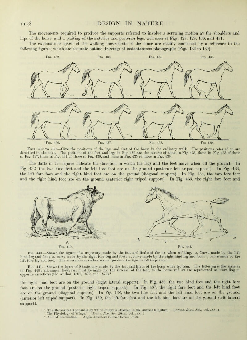 The movements required to produce the supports referred to involve a screwing motion at the shoulders and hips of the horse, and a plaiting of the anterior and posterior legs, well seen at Figs. 428, 429, 430, and 431. The explanations given of the walking movements of the horse are readily confirmed by a reference to the following figures, which are accurate outline drawings of instantaneous photographs (Figs. 432 to 439). Fig. 432. Fig. 433. Fig. 434. Fig. 435. Figs. 432 to 439.—Give the positions of the legs and feet of the horse in the ordinary walk. The positions referred to are described in the text. The positions of the feet and legs in Fig. 432 are the reverse of those in Fig. 436, those in Fig. 433 of those in Fig. 437, those in Fig. 434 of those in Fig. 438, and those in Fig. 435 of those in Fig. 439. The darts in the figures indicate the direction in which the legs and the feet move when off the ground. In Fig. 432, the two hind feet and the left fore foot are on the ground (posterior left tripod support). In Fig. 433, the left fore foot and the right hind foot are on the ground (diagonal support). In Fig. 434, the two fore feet and the right hind foot are on the ground (anterior right tripod support). In Fig. 435, the right fore foot and Fig. 440.—Shows the figure-of-8 trajectory made by the feet and limbs of the ox when walking, s, Curve made by the left hind leg and foot; u, curve made by the right fore leg and foot; r, curve made by the right hind leg and loot; t, curve made by the left fore leg and foot. The several curves when united produce the figure-of-8 trajectory. Fig. 441.—Shows the figure-of-8 trajectory made by the feet and limbs of the horse when trotting. The lettering is the same as in Fig. 440 ; allowance, however, must be made for the reversal of the feet, as the horse and ox are represented as travelling in opposite directions (the Author, 1867, 1870, and 1873).' the right hind foot are on the ground (right lateral support). In Fig. 436, the two hind feet and the right fore foot are on the ground (posterior right tripod support). In Fig. 437, the right fore foot and the left hind foot are on the ground (diagonal support). In Fig. 438, the two fore feet and the left hind foot are on the ground (anterior left tripod support). In Fig. 439, the left fore foot and the left hind foot are on the ground (left lateral support). 1 “ The Mechanical Appliances by which Flight is attained in the Animal Kingdom.” (Trans. Linn. Hoc., vol. xxvi.) “The Physiology of Wings.” (Trans. Roy. Soc. EcLin., vol. xxvi.) “Animal Locomotion.” Anglo-American Science Series, 1873.