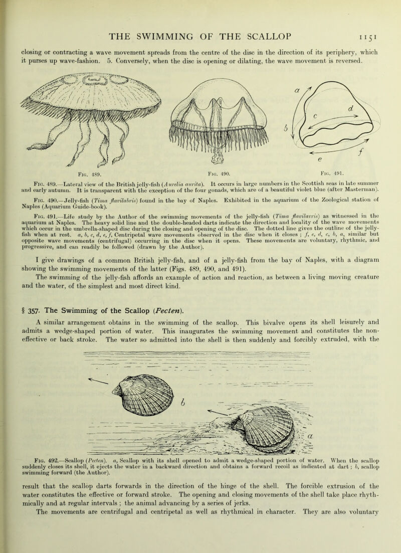 “51 closing or contracting a wave movement spreads from the centre of the disc in the direction of its periphery, which it purses up wave-fashion. 5. Conversely, when the disc is opening or dilating, the wave movement is reversed. Fig. 489.—Lateral view of the British jelly-fish (Aurelia aurita). It occurs in large numbers in the Scottish seas in late summer and early autumn. It is transparent with the exception of the four gonads, which are of a beautiful violet blue (after Masterman). Fig. 490.—Jelly-fish (Tima flavilabris) found in the bay of Naples. Exhibited in the aquarium of the Zoological station of Naples (Aquarium Guide-book). Fig. 491.—Life study by the Author of the swimming movements of the jelly-fish (Tima fla/oilavris) as witnessed in the aquarium at Naples. The heavy solid line and the double-headed darts indicate the direction and locality of the wave movements which occur in the umbrella-shaped disc during the closing and opening of the disc. The dotted line gives the outline of the jelly- fish when at rest, a, b, c, d, e, f. Centripetal wave movements observed in the disc when it closes ; /, e, d, c, h, a, similar but opposite wave movements (centrifugal) occurring in the disc when it opens. These movements are voluntary, rhythmic, and progressive, and can readily be followed (drawn by the Author). I give drawings of a common British jelly-fish, and of a jelly-fish from the bay of Naples, with a diagram showing the swimming movements of the latter (Figs. 489, 490, and 491). The swimming of the jelly-fish affords an example of action and reaction, as between a living moving creature and the water, of the simplest and most direct kind. § 357- The Swimming of the Scallop (Pecten). A similar arrangement obtains in the swimming of the scallop. This bivalve opens its shell leisurely and admits a wedge-shaped portion of water. This inaugurates the swimming movement and constitutes the non- effective or back stroke. The water so admitted into the shell is then suddenly and forcibly extruded, with the Fig. 492.—Scallop {Pecten). a, Scallop with its shell opened to admit a wedge-shaped portion of water. When the scallop suddenly closes its shell, it ejects the water in a backward direction and obtains a forward recoil as indicated at dart: b, scallop swimming forward (the Author). result that the scallop darts forwards in the direction of the hinge of the shell. The forcible extrusion of the water constitutes the effective or forward stroke. The opening and closing movements of the shell take place rhyth- mically and at regular intervals ; the animal advancing by a series of jerks. The movements are centrifugal and centripetal as well as rhythmical in character. They are also voluntary