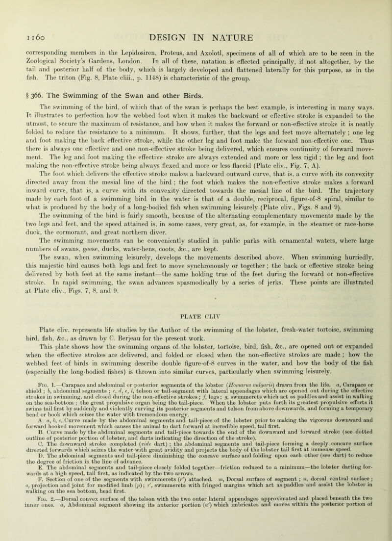 corresponding members in the Lepidosiren, Proteus, and Axolotl, specimens of all of which are to be seen in the Zoological Society’s Gardens, London. In all of these, natation is effected principally, if not altogether, by the tail and posterior half of the body, which is largely developed and flattened laterally for this purpose, as in the fish. The triton (Fig. 8, Plate cliii., p. 1148) is characteristic of the group. § 366. The Swimming- of the Swan and other Birds. The swimming of the bird, of which that of the swan is perhaps the best example, is interesting in many ways. It illustrates to perfection how the webbed foot when it makes the backward or effective stroke is expanded to the utmost, to secure the maximum of resistance, and how when it makes the forward or non-effective stroke it is neatly folded to reduce the resistance to a minimum. It shows, further, that the legs and feet move alternately ; one leg and foot making the back effective stroke, while the other leg and foot make the forward non-effective one. Thus there is always one effective and one non-effective stroke being delivered, which ensures continuity of forward move- ment. The leg and foot making the effective stroke are always extended and more or less rigid ; the leg and foot making the non-effective stroke being always flexed and more or less flaccid (Plate cliv., Fig. 7, A). The foot which delivers the effective stroke makes a backward outward curve, that is, a curve with its convexity directed away from the mesial line of the bird ; the foot which makes the non-effective stroke makes a forward inward curve, that is, a curve with its convexity directed towards the mesial line of the bird. The trajectory made by each foot of a swimming bird in the water is that of a double, reciprocal, figure-of-8 spiral, similar to what is produced by the body of a long-bodied fish when swimming leisurely (Plate cliv., Figs. 8 and 9). The swimming of the bird is fairly smooth, because of the alternating complementary movements made by the two legs and feet, and the speed attained is, in some cases, very great, as, for example, in the steamer or race-horse duck, the cormorant, and great northern diver. The swimming movements can be conveniently studied in public parks with ornamental waters, where large numbers of swans, geese, ducks, water-hens, coots, &c., are kept. The swan, when swimming leisurely, develops the movements described above. When swimming hurriedly, this majestic bird causes both legs and feet to move synchronously or together ; the back or effective stroke being delivered by both feet at the same instant—the same holding true of the feet during the forward or non-effective stroke. In rapid swimming, the swan advances spasmodically by a series of jerks. These points are illustrated at Plate cliv., Figs. 7, 8, and 9. PLATE CLIY Plate cliv. represents life studies by the Author of the swimming of the lobster, fresh-water tortoise, swimming bird, fish, &c., as drawn by C. Berjeau for the present work. This plate shows how the swimming organs of the lobster, tortoise, bird, fish, &c., are opened out or expanded when the effective strokes are delivered, and folded or closed when the non-effective strokes are made ; how the webbed feet of birds in swimming describe double figure-of-8 curves in the water, and how the body of the fish (especially the long-bodied fishes) is thrown into similar curves, particularly when swimming leisurely. Fig. 1.—Carapace and abdominal or posterior segments of the lobster (Homarus vulgaris) drawn from the life, a, Carapace or shield ; b, abdominal segments ; c, d, e, l, telson or tail-segment with lateral appendages which are opened out during the effective strokes in swimming, and closed during the non-effective strokes ; /, legs; g, swimmerets which act as paddles and assist in walking on the sea-bottom ; the great propulsive organ being the tail-piece. When the lobster puts forth its greatest propulsive efforts it swims tail first by suddenly and violently curving its posterior segments and telson from above downwards, and forming a temporary bend or hook which seizes the water with tremendous energy. A. a, b, c, Curve made by the abdominal segments and tail-piece of the lobster prior to making the vigorous downward and forward hooked movement which causes the animal to dart forward at incredible speed, tail first. B. Curve made by the abdominal segments and tail-piece towards the end of the downward and forward stroke (see dotted outline of posterior portion of lobster, and darts indicating the direction of the stroke). C. The downward stroke completed (vide dart) ; the abdominal segments and tail-piece forming a deeply concave surface directed forwards which seizes the water with great avidity and projects the body of the lobster tail first at immense speed. D. The abdominal segments and tail-piece diminishing the concave surface and folding upon each other (see dart) to reduce the degree of friction in the line of advance. E. The abdominal segments and tail-piece closely folded together—friction reduced to a minimum—the lobster darting for- wards at a high speed, tail first, as indicated by the two arrows. F. Section of one of the segments with swimmerets ([r') attached, m, Dorsal surface of segment ; n, dorsal ventral surface ; 0, projection and joint for modified limb (p); r’, swimmerets with fringed margins which act as paddles and assist the lobster in walking on the sea bottom, head first. Fig. 2.—Dorsal convex surface of the telson with the two outer lateral appendages approximated and placed beneath the two inner ones, a, Abdominal segment showing its anterior portion (a') which imbricates and moves within the posterior portion of