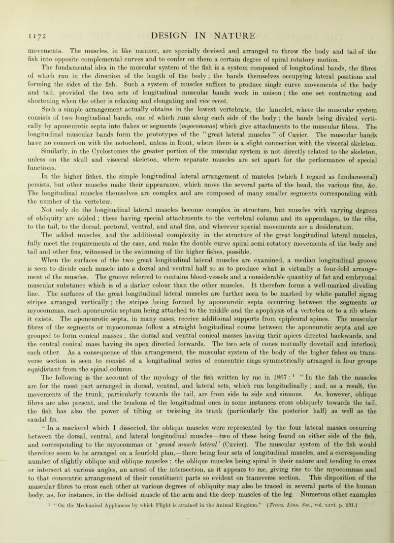 movements. The muscles, in like manner, are specially devised and arranged to throw the body and tail of the fish into opposite complemental curves and to confer on them a certain degree of spiral rotatory motion. The fundamental idea in the muscular system of the fish is a system composed of longitudinal bands, the fibres of which run in the direction of the length of the body ; the bands themselves occupying lateral positions and forming the sides of the fish. Such a system of muscles suffices to produce single curve movements of the body and tail, provided the two sets of longitudinal muscular bands work in unison ; the one set contracting and shortening when the other is relaxing and elongating and vice versd. Such a simple arrangement actually obtains in the lowest vertebrate, the lancelet, where the muscular system consists of two longitudinal bands, one of which runs along each side of the body ; the bands being divided verti- cally by aponeurotic septa into flakes or segments (myocommas) which give attachments to the muscular fibres. The longitudinal muscular bands form the prototypes of the “ great lateral muscles ” of Cuvier. The muscular bands have no connect'on with the notochord, unless in front, where there is a slight connection with the visceral skeleton. Similarly, in the Cyclostomes the greater portion of the muscular system is not directly related to the skeleton, unless on the skull and visceral skeleton, where separate muscles are set apart for the performance of special functions. In the higher fishes, the simple longitudinal lateral arrangement of muscles (which I regard as fundamental) persists, but other muscles make their appearance, which move the several parts of the head, the various fins, &c. The longitudinal muscles themselves are complex and are composed of many smaller segments corresponding with the number of the vertebrae. Not only do the longitudinal lateral muscles become complex in structure, but muscles with varying degrees of obliquity are added ; these having special attachments to the vertebral column and its appendages, to the ribs, to the tail, to the dorsal, pectoral, ventral, and anal fins, and wherever special movements are a desideratum. The added muscles, and the additional complexity in the structure of the great longitudinal lateral muscles, fully meet the requirements of the case, and make the double curve spiral semi-rotatory movements of the body and tail and other fins, witnessed in the swimming of the higher fishes, possible. When the surfaces of the two great longitudinal lateral muscles are examined, a median longitudinal groove is seen to divide each muscle into a dorsal and ventral half so as to produce what is virtually a four-fold arrange- ment of the muscles. The groove referred to contains blood-vessels and a considerable quantity of fat and embryonal muscular substance which is of a darker colour than the other muscles. It therefore forms a well-marked dividing line. The surfaces of the great longitudinal lateral muscles are further seen to be marked by white parallel zigzag stripes arranged vertically ; the stripes being formed by aponeurotic septa occurring between the segments or myocommas, each aponeurotic septum being attached to the middle and the apophysis of a vertebra or to a rib where it exists. The aponeurotic septa, in many cases, receive additional supports from epipleural spines. The muscular fibres of the segments or myocommas follow a straight longitudinal course between the aponeurotic septa and are grouped to form conical masses ; the dorsal and ventral conical masses having their apices directed backwards, and the central conical mass having its apex directed forwards. The two sets of cones mutually dovetail and interlock each other. As a consequence of this arrangement, the muscular system of the body of the higher fishes on trans- verse section is seen to consist of a longitudinal series of concentric rings symmetrically arranged in four groups equidistant from the spinal column. The following is the account of the myology of the fish written by me in 1867 A “In the fish the muscles are for the most part arranged in dorsal, ventral, and lateral sets, which run longitudinally; and, as a result, the movements of the trunk, particularly towards the tail, are from side to side and sinuous. As, however, oblique fibres are also present, and the tendons of the longitudinal ones in some instances cross obliquely towards the tail, the fish has also the power of tilting or twisting its trunk (particularly the posterior half) as well as the caudal fin. “ In a mackerel which I dissected, the oblique muscles were represented by the four lateral masses occurring between the dorsal, ventral, and lateral longitudinal muscles—two of these being found on either side of the fish, and corresponding to the myocommas or ‘ grand muscle lateral ’ (Cuvier). The muscular system of the fish would therefore seem to be arranged on a fourfold plan,—there being four sets of longitudinal muscles, and a corresponding number of slightly oblique and oblique muscles ; the oblique muscles being spiral in their nature and tending to cross or intersect at various angles, an arrest of the intersection, as it appears to me, giving rise to the myocommas and to that concentric arrangement of their constituent parts so evident on transverse section. This disposition of the muscular fibres to cross each other at various degrees of obliquity may also be traced in several parts of the human body, as, for instance, in the deltoid muscle of the arm and the deep muscles of the leg. Numerous other examples 1 “On the Mechanical Appliances by which Flight is attained in the Animal Kingdom.” (Trans. Linn. Soc., vol. xxvi. p. 201.)