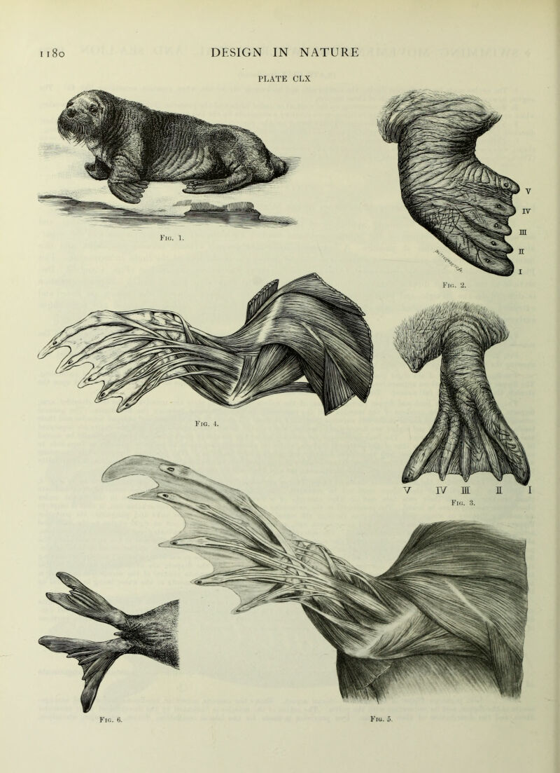 PLATE CLX P'ro. 6. P’iu. 5.