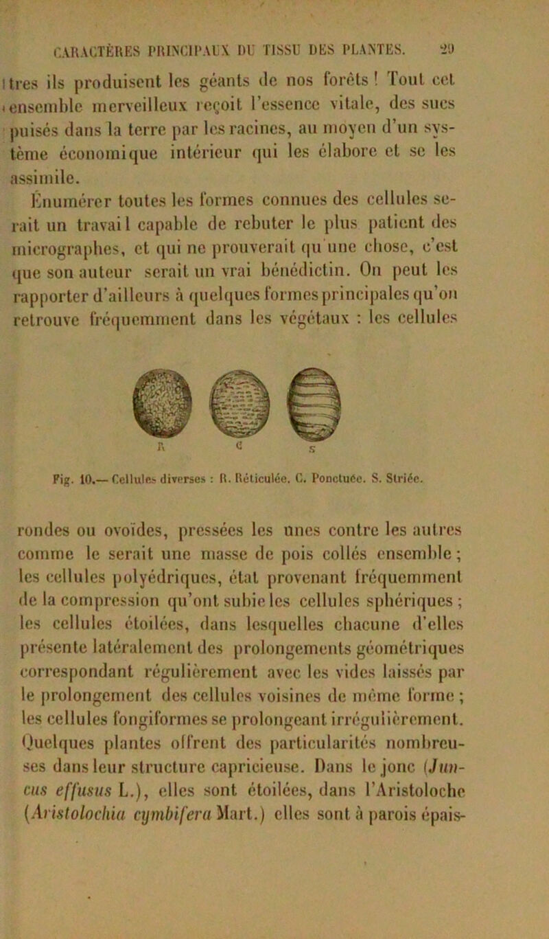 itres ils produisent les géants de nos forêts! Tout cet (ensemble merveilleux reçoit l’essence vitale, des sucs puisés dans la terre par les racines, au moyen d’un sys- tème économique intérieur qui les élabore et se les assimile. Énumérer toutes les formes connues des cellules se- rait un travai l capable de rebuter le plus patient des micrographes, et qui ne prouverait qu'une chose, c’est que son auteur serait un vrai bénédictin. On peut les rapporter d’ailleurs à quelques formes principales qu’on retrouve fréquemment dans les végétaux : les cellules rondes ou ovoïdes, pressées les unes contre les autres comme le serait une masse de pois collés ensemble ; les cellules polyédriques, étal provenant fréquemment de la compression qu’ont subie les cellules sphériques ; les cellules étoilées, dans lesquelles chacune d’elles présente latéralement des prolongements géométriques correspondant régulièrement avec les vides laissés par le prolongement des cellules voisines de même forme ; les cellules fongiformes se prolongeant irrégulièrement. Ouelques plantes offrent des particularités nombreu- ses dans leur structure capricieuse. Dans le jonc (Juv- cus effusus L.), elles sont étoilées, dans l’Aristoloche {Aristolochia cymbifera Mart.) elles sont à parois épais-