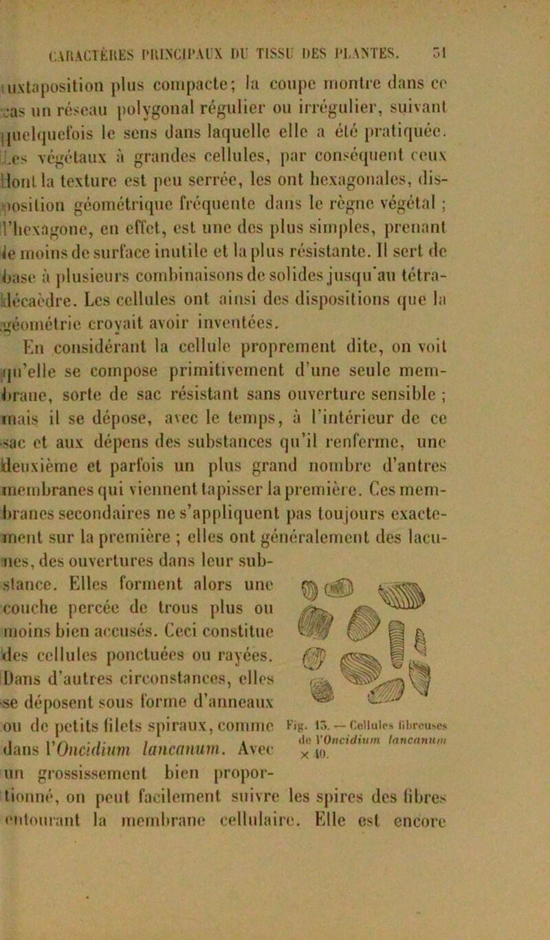 iu.\ ta position plus compacte; la coupc montre dans ce :as un réseau polygonal régulier ou irrégulier, suivant i(uelquefois le sens dans laquelle elle a été pratiquée, .es végétaux à grandes cellules, par conséquent ceux Idont la texture est peu serrée, les ont hexagonales, dis- position géométrique fréquente dans le règne végétal ; l’hexagone, en effet, est une des plus simples, prenant lie moins de surface inutile et la plus résistante. Il sert de hase à plusieurs combinaisons de solides jusqu'au tétra- klécaèdre. Les cellules ont ainsi des dispositions que la géométrie croyait avoir inventées. En considérant la cellule proprement dite, on voit qu’elle se compose primitivement d’une seule mem- brane, sorte de sac résistant sans ouverture sensible ; mais il se dépose, avec le temps, à l’intérieur de ce •sac et aux dépens des substances qu’il renferme, une deuxième et parfois un plus grand nombre d’antres membranes qui viennent tapisser la première. Ces mem- branes secondaires ne s’appliquent pas toujours exacte- ment sur la première ; elles ont généralement des lacu- nes, des ouvertures dans leur sub- stance. Elles forment alors une couche percée de trous plus ou moins bien accusés. Ceci constitue des cellules ponctuées ou rayées. Dans d’autres circonstances, elles >se déposent sous forme d’anneaux ou de petits filets spiraux, comme dans VOncidium lancanum. Avec bien propor- X 10. un grossissement tionné, on peut facilement suivre les spires des fibres entourant la membrane cellulaire. Elle est encore