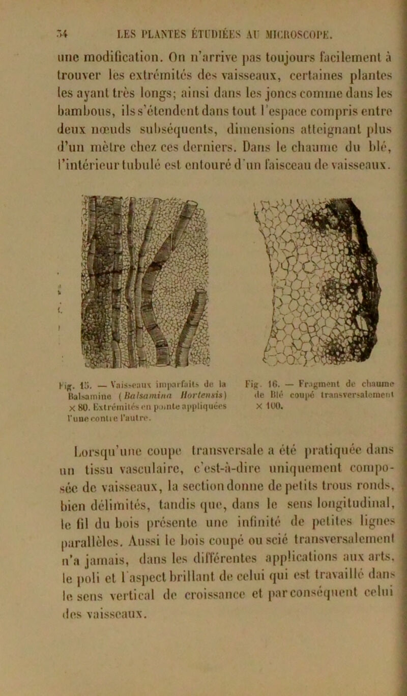 une modification. On n’arrive pas toujours facilement à trouver les extrémités des vaisseaux, certaines plantes les ayant très longs; ainsi dans les joncs comme dans les bambous, ils s’étendent dans tout l’espace compris entre deux nœuds subséquents, dimensions atteignant plus d’un mètre chez ces derniers. Dans le chaume du blé, l’intérieur tubulé est. entouré d'un faisceau de vaisseaux. t <. i l' ig. 15. — Vaisseaux imparfait» de la Balsamine (Balsa min a Hortensia) x80. Extrémités i>n pointe appliquées l'uneconlie l'autre. Fig. 16. — Fragment de chaume de Blé coupé transversalement x 11)0. Lorsqu’une coupe transversale a été pratiquée dans un tissu vasculaire, c’est-à-dire uniquement compo- sée de vaisseaux, la section donne de petits trous ronds, bien délimités, tandis que, dans le sens longitudinal, le fil du bois présente une infinité de petites lignes parallèles. Aussi le bois coupé ou scié transversalement n’a jamais, dans les différentes applications aux arts, le poli et 1 aspect brillant de celui qui est travaillé dans le sens vertical de croissance et par conséquent celui des vaisseaux.