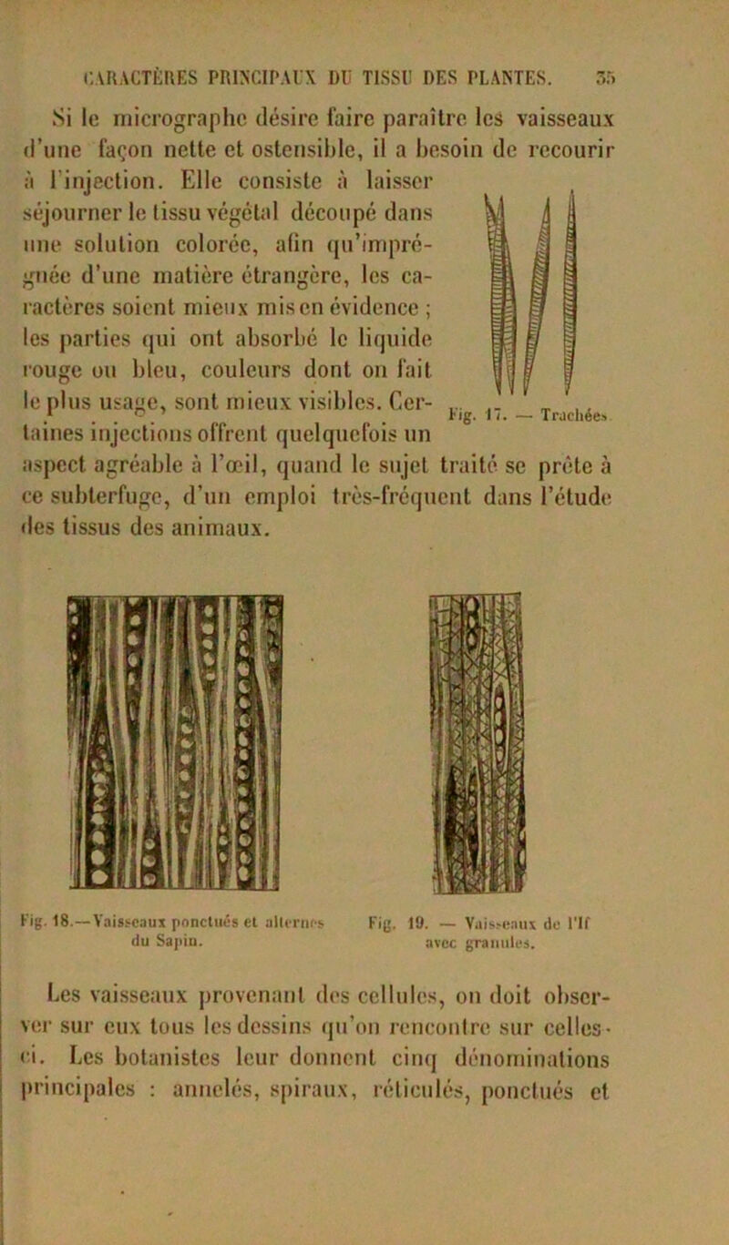 Si le micrographe désire faire paraître les vaisseaux d’une façon nette et ostensible, il a besoin de recourir à i’injection. Elle consiste à laisser séjourner le tissu végétal découpé dans une solution colorée, afin qu’impré- gnée d’une matière étrangère, les ca- ractères soient mieux mis en évidence ; les parties qui ont absorbé le liquide rouge ou bleu, couleurs dont on fait le plus usage, sont mieux visibles. Cer- taines injections offrent quelquefois un aspect agréable à l’œil, quand le sujet traité se prête à ce subterfuge, d’un emploi très-fréquent dans l’étude des tissus des animaux. Fig. 18.—Vaisseaux ponctués et alternes du Sapin. Fig. 19. — Vaisseaux de l'If avec granules. Les vaisseaux provenant des cellules, on doit obser- ver sur eux tous les dessins qu’on rencontre sur celles- ci. Les botanistes leur donnent cinq dénominations principales : annelés, spiraux, réticulés, ponctués et