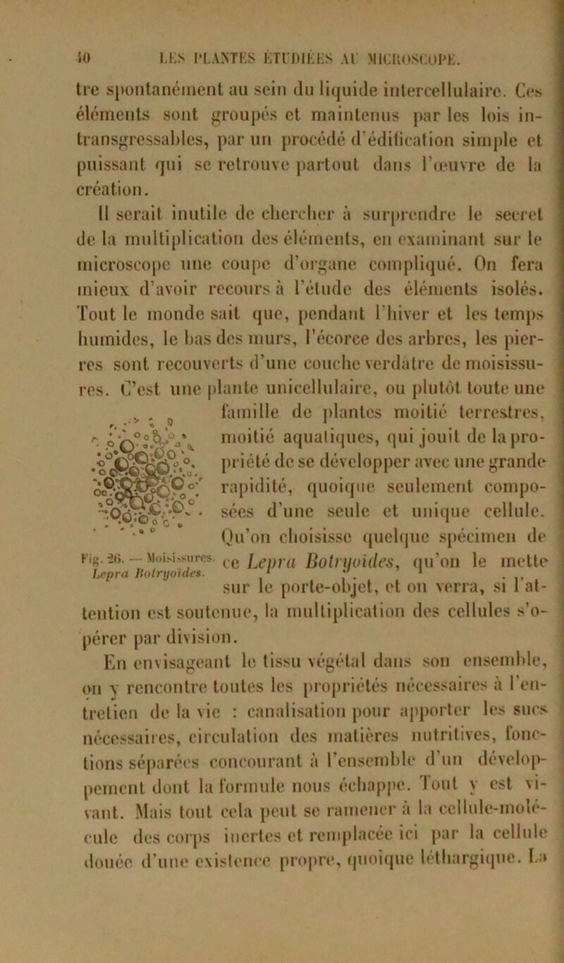 trc spontanément au sein du liquide intercellulaire. Ces éléments sont groupés et maintenus par les lois in- transgressables, par un procédé d'édification simple et puissant qui se retrouve partout dans l’œuvre de la création. Il serait inutile de chercher à surprendre le secret de la multiplication des éléments, en examinant sur le microscope une coupe d’organe compliqué. On fera mieux d’avoir recours à l’élude des éléments isolés. Tout le monde sait que, pendant l’hiver et les temps humides, le bas des murs, l’écorce des arbres, les pier- res sont recouverts d’une couche verdâtre de moisissu- res. C’est une plante unicellulairc, ou plutôt toute une tention est soutenue, la multiplication des cellules s’o- pérer par division. En envisageant le tissu végétal dans son ensemble, on \ rencontre toutes les propriétés nécessaires à l'en- tretien de la vie : canalisation pour apporter les sues nécessaires, circulation des matières nutritives, fonc- tions séparées concourant à l'ensemble d’un dévelop- pement dont la formule nous échappe. Tout y est vi- vant. Mais tout cela peut se ramener à la cellule-molé- cule des corps inertes et remplacée ici par la cellule douée d’une existence propre, quoique léthargique, l.a Kig. il!. — Moisi>surcs. Lepra Holryoïcles. famille de plantes moitié terrestres, moitié aquatiques, qui jouit de la pro- priété de se développer avec une grande rapidité, quoique seulement compo- sées d’une seule et unique cellule. Qu’on choisisse quelque spécimen de ce Lepra Botnjoides, qu’on le mette sur le porte-objet, et on verra, si l’at-