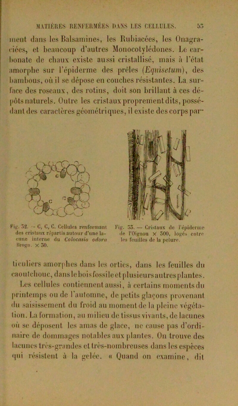 ment dans les Balsamines, les Rubiacées, les Onagra- ciées, et beaucoup d’autres Monocotylédones. Le car- bonate de chaux existe aussi cristallisé, mais à l’état amorphe sur l’épiderme des prèles (Equisetum), des bambous, où il se dépose en couches résistantes. La sur- face des roseaux, des rotins, doit son brillant à ces dé- pôts naturels. Outre les cristaux proprement dits, possé- dant des caractères géométriques, il existe des corps par- Fig. 52. -- C, C, C. Cellules renfermant îles cristaux répartis autour d’une la- cune interne du Colocasiu odoru lirogn. x 30. Fig. 33. — Cristaux de l'épiderme de l’Oignon x 300, logés entre les feuilles de la pelure. ticuliers amorphes dans les orties, dans les feuilles du caoutchouc, dans le bois fossile et plusieurs au très plantes. Les cellules contiennent aussi, à certains moments du printemps ou de l’automne, de petits glaçons provenant «lu saisissement du froid au moment de la pleine végéta- tion. La formation, au milieu de tissus vivants, de lacunes où se déposent les amas de glace, ne cause pas d’ordi- naire de dommages notables aux plantes. On trouve des lacunes très-grandes et très-nombreuses dans les espèces «pii résistent à la gelée. « Quand on examine, dit