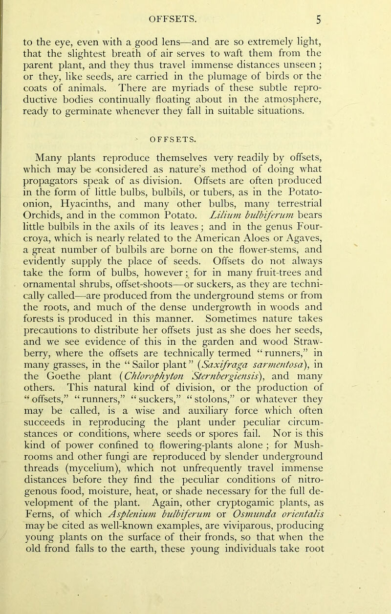 to the eye, even with a good lens—and are so extremely light, that the slightest breath of air serves to waft them from the parent plant, and they thus travel immense distances unseen; or they, like seeds, are carried in the plumage of birds or the coats of animals. There are myriads of these subtle repro- ductive bodies continually floating about in the atmosphere, ready to germinate whenever they fall in suitable situations. • OFFSETS. Many plants reproduce themselves very readily by offsets, which may be considered as nature’s method of doing what propagators speak of as division. Offsets are often produced in the form of little bulbs, bulbils, or tubers, as in the Potato- onion, Hyacinths, and many other bulbs, many terrestrial Orchids, and in the common Potato. Lilium biilbiferuin bears little bulbils in the axils of its leaves; and in the genus Four- croya, which is nearly related to the American Aloes or Agaves, a great number of bulbils are borne on the flower-stems, and evidently supply the place of seeds. Offsets do not always take the form of bulbs, however; for in many fruit-trees and ornamental shrubs, offset-shoots—or suckers, as they are techni- cally allied—are produced from the underground stems or from the roots, and much of the dense undergrowth in woods and forests is produced in this manner. Sometimes nature takes precautions to distribute her offsets just as she does her seeds, and we see evidence of this in the garden and wood Straw- berry, where the offsets are technically termed “ runners,” in many grasses, in the “ Sailor plant ” {Saxifraga sart?tenfosa), in the Goethe plant {Chlorophyton Sternbergiensis), and many others. This natural kind of division, or the production of “ offsets,” “ runners,” “ suckers,” “ stolons,” or whatever they may be called, is a wise and auxiliary force which often succeeds in reproducing the plant under peculiar circum- stances or conditions, where seeds or spores fail. Nor is this kind of power confined to flowering-plants alone ; for Mush- rooms and other fungi are reproduced by slender underground threads (mycelium), which not unfrequently travel immense distances before they find the peculiar conditions of nitro- genous food, moisture, heat, or shade necessary for the full de- velopment of the plant. Again, other cryptogamic plants, as Ferns, of which Asplejiium bulbiferum or Osmunda orientalis may be cited as well-known examples, are viviparous, producing young plants on the surface of their fronds, so that when the old frond falls to the earth, these young individuals take root