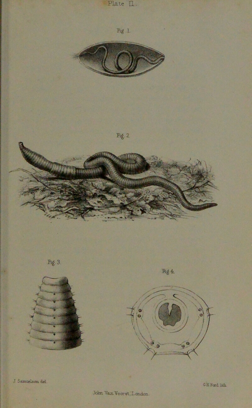 Plate EL. Kj-1 Fig 2 J Samuels on. del ■pigi John YajiVoorst, London C H Ford, htk