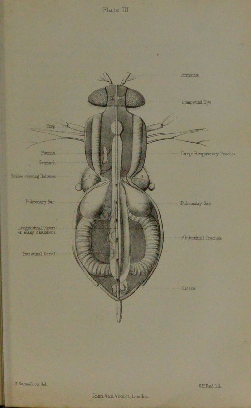 Plate III. Pulmonary Sac • Abdominal Trachea Cloaca Crop. . Paunch- Stomach Scales cmrarcag Halteres Pulmonary Sac Longitudinal Kean of maty chambers Intestinal Canal C anrpound Eye Large Respiratory Trachea Antennae J Sanmelcon'dcL GJLFord Etb John Van.'Voorst ..London,