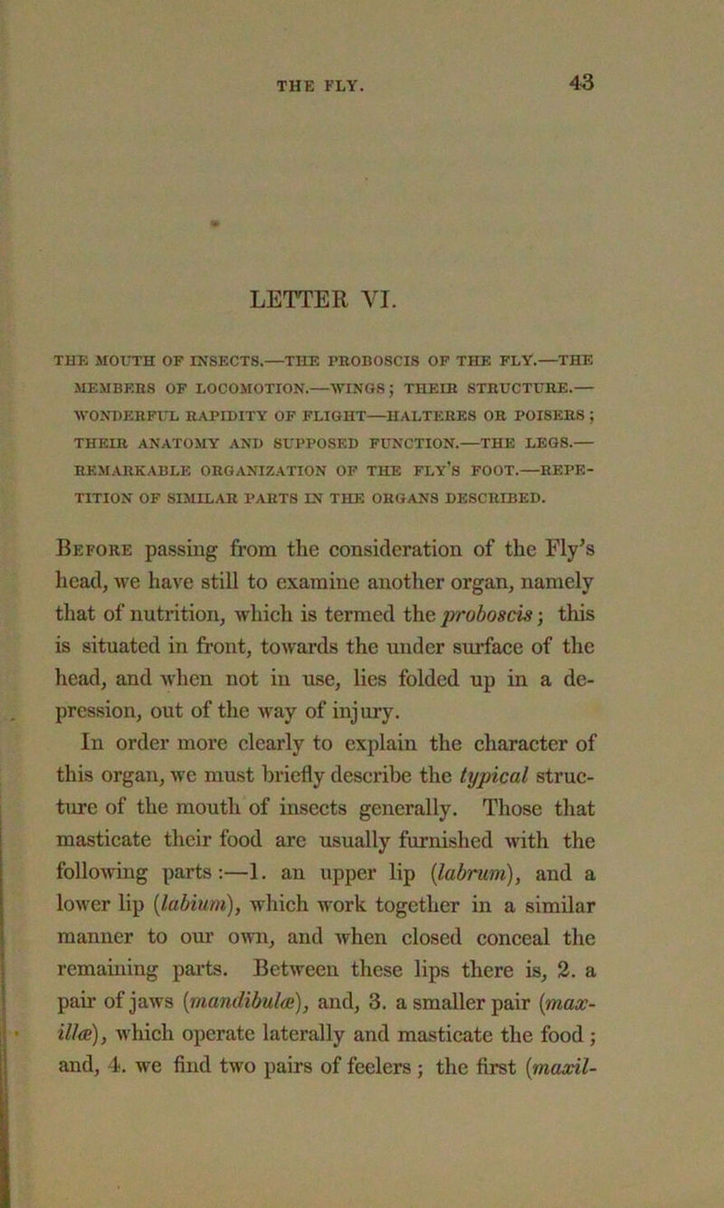 LETTER VI. THE MOUTH OF INSECTS.—THE PROBOSCIS OF THE FLY.—THE MEMBERS OF LOCOMOTION.—WINGS; THEIR STRUCTURE.— WONDERFUL RAPIDITY OF FLIGHT—IIALTERES OR POISERS ; THEIR ANATOMY AND SUPPOSED FUNCTION.—THE LEGS.— REMARKABLE ORGANIZATION OF THE FLY’S FOOT.—REPE- TITION OF SIMILAR PARTS IN THE ORGANS DESCRIBED. Before passing from the consideration of the Fly’s head, we have still to examine another organ, namely that of nutrition, which is termed the jyroboscis; this is situated in front, towards the under surface of the head, and when not in use, lies folded up in a de- pression, out of the way of injury. In order more clearly to explain the character of this organ, we must briefly describe the typical struc- ture of the mouth of insects generally. Those that masticate their food are usually furnished with the following parts:—1. an upper lip (labrum), and a lower lip (labium), which work together in a similar manner to our own, and when closed conceal the remaining parts. Between these lips there is, 2. a pair of jaws (mandibulai), and, 3. a smaller pair (max- ill cs), which operate laterally and masticate the food; and, 4. we find two pairs of feelers ; the first (maxil-