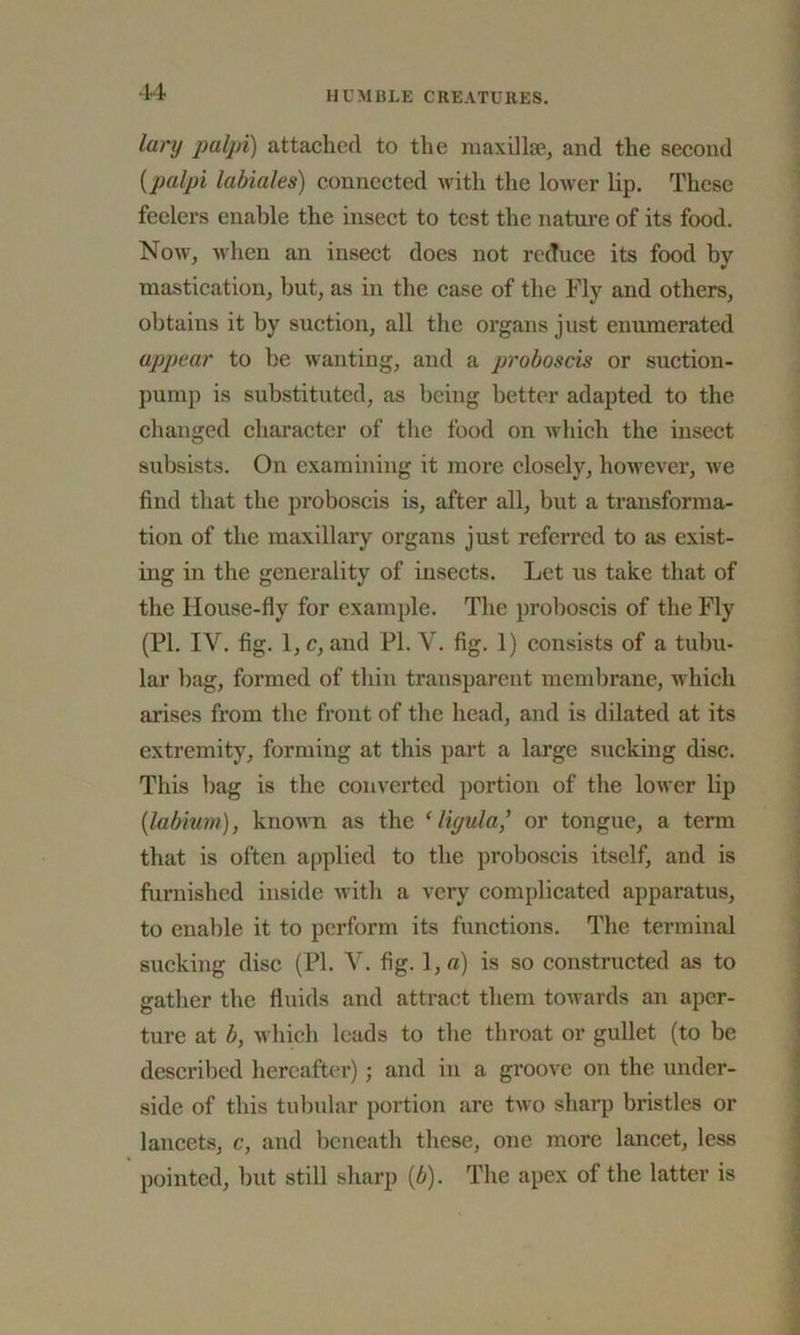 lury palpi) attached to the maxillae, and the second [palpi labiales) connected with the lower lip. These feelers enable the insect to test the nature of its food. Now, when an insect does not reduce its food by mastication, but, as in the case of the Fly and others, obtains it by suction, all the organs just enumerated appear to be wanting, and a proboscis or suction- pump is substituted, as being better adapted to the changed character of the food on which the insect subsists. On examining it more closely, however, we find that the proboscis is, after all, but a transforma- tion of the maxillary organs just referred to as exist- ing in the generality of insects. Let us take that of the House-fly for example. The proboscis of the Fly (PI. IV. fig. 1, c, and PI. V. fig. 1) consists of a tubu- lar bag, formed of thin transparent membrane, which arises from the front of the head, and is dilated at its extremity, forming at this part a large sucking disc. This bag is the converted portion of the lower lip (labium), known as the ‘ ligula,’ or tongue, a term that is often applied to the proboscis itself, and is furnished inside with a very complicated apparatus, to enable it to perform its functions. The terminal sucking disc (PI. V. fig. l,o) is so constructed as to gather the fluids and attract them towards an aper- ture at b, which leads to the throat or gullet (to be described hereafter); and in a groove on the under- side of this tubular portion are two sharp bristles or lancets, c, and beneath these, one more lancet, less pointed, but still sharp (b). The apex of the latter is