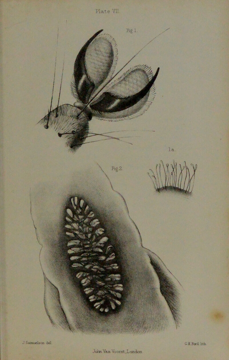 Plate VII. J. Samuels on del John Van Voorst, L ondon G E Ford. btb.