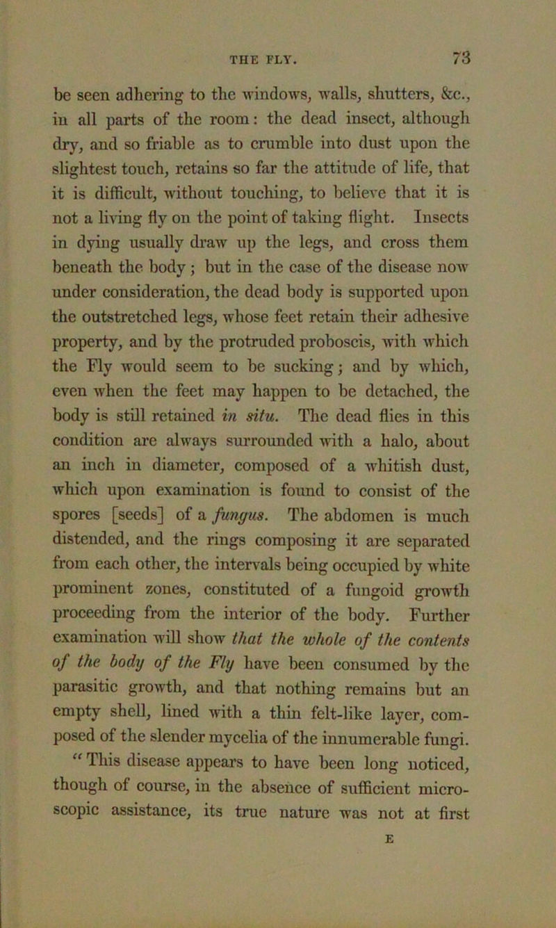 be seen adhering to the windows, walls, shutters, &c., in all parts of the room: the dead insect, although dry, and so friable as to crumble into dust upon the slightest touch, retains so far the attitude of life, that it is difficult, without touching, to believe that it is not a living fly on the point of taking flight. Insects in dying usually draw up the legs, and cross them beneath the body ; but in the case of the disease now under consideration, the dead body is supported upon the outstretched legs, whose feet retain their adhesive property, and by the protruded proboscis, with which the Fly would seem to be sucking; and by which, even when the feet may happen to be detached, the body is still retained in situ. The dead flies in this condition are always surrounded with a halo, about an inch in diameter, composed of a whitish dust, which upon examination is found to consist of the spores [seeds] of a fungus. The abdomen is much distended, and the rings composing it are separated from each other, the intervals being occupied by white prominent zones, constituted of a fungoid growth proceeding from the interior of the body. Further examination will show that the whole of the contents of the body of the Fly have been consumed by the parasitic growth, and that nothing remains but an empty shell, lined with a thin felt-like layer, com- posed of the slender mycelia of the innumerable fungi. “ This disease appears to have been long noticed, though of course, in the absence of sufficient micro- scopic assistance, its true nature was not at first E