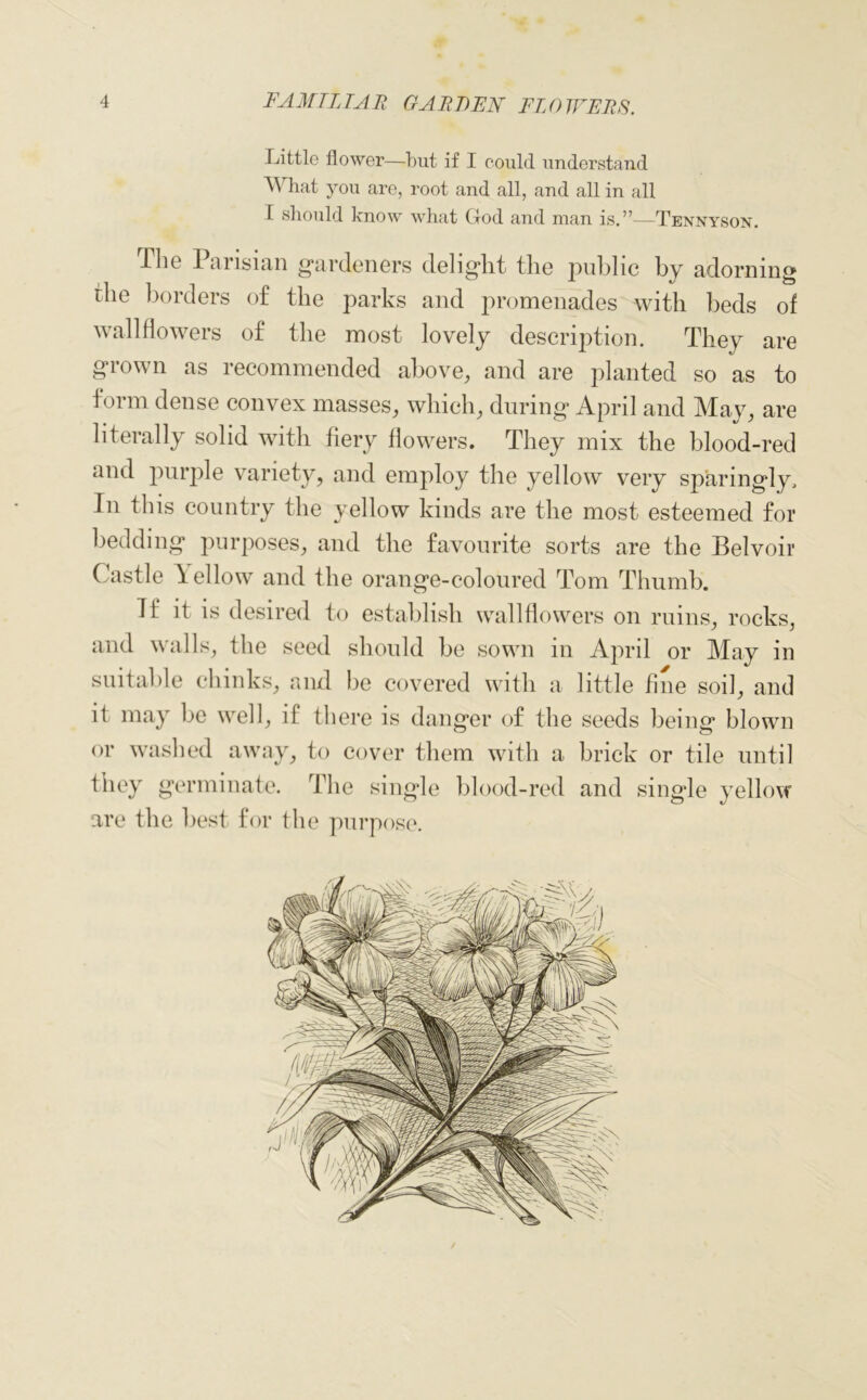 Little flower—but if I could understand What you are, root and all, and all in all I should know what God and man is.”—Tennyson. -The Parisian gardeners delight tlie public by adorning the borders of the parks and promenades with beds of wallflowers of the most lovely description. They are grown as recommended above, and are planted so as to form dense convex masses, which, during April and Mav, are literally solid with fiery flowers. They mix the blood-red and purple variety, and employ the yellow very sparingly. In this country the yellow kinds are the most esteemed for bedding purposes, and the favourite sorts are the Belvoir Castle \ellow and the orange-coloured Tom Thumb. Tf it is desired to establish wallflowers on ruins, rocks, and walls, the seed should be sown in April or May in suitable chinks, and be covered with a little fine soil, and it may be well, if there is danger of the seeds being blown or washed away, to cover them with a brick or tile until they germinate. The single blood-red and single yellow arc the best for the purpose.