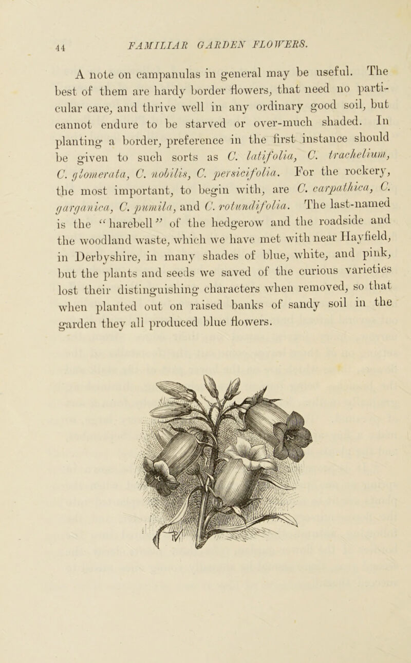 A note on campanulas in general may be useful. The best of them are hardy border flowers, that need no parti- cular care, and thrive well in any ordinary good soil, but cannot endure to be starved or over-much shaded. In planting a border, preference in the first instance should be given to such sorts as C. latifolia, C. tracliehum, C. glomerata, C. nohilis, C. persicifolia. For the rockery, the most important, to begin with, are C. carpathica,, 6. garganica, C. pumila, and C. rotundifolia. The last-named is the “ harebell ” of the hedgerow and the roadside and the woodland waste, which we have met with near Hayfield, in Derbyshire, in many shades of blue, white, and pink, but the plants and seeds we saved of the curious varieties lost their distinguishing characters when removed, so that when planted out on raised banks of sandy soil in the garden they all produced blue flowers.