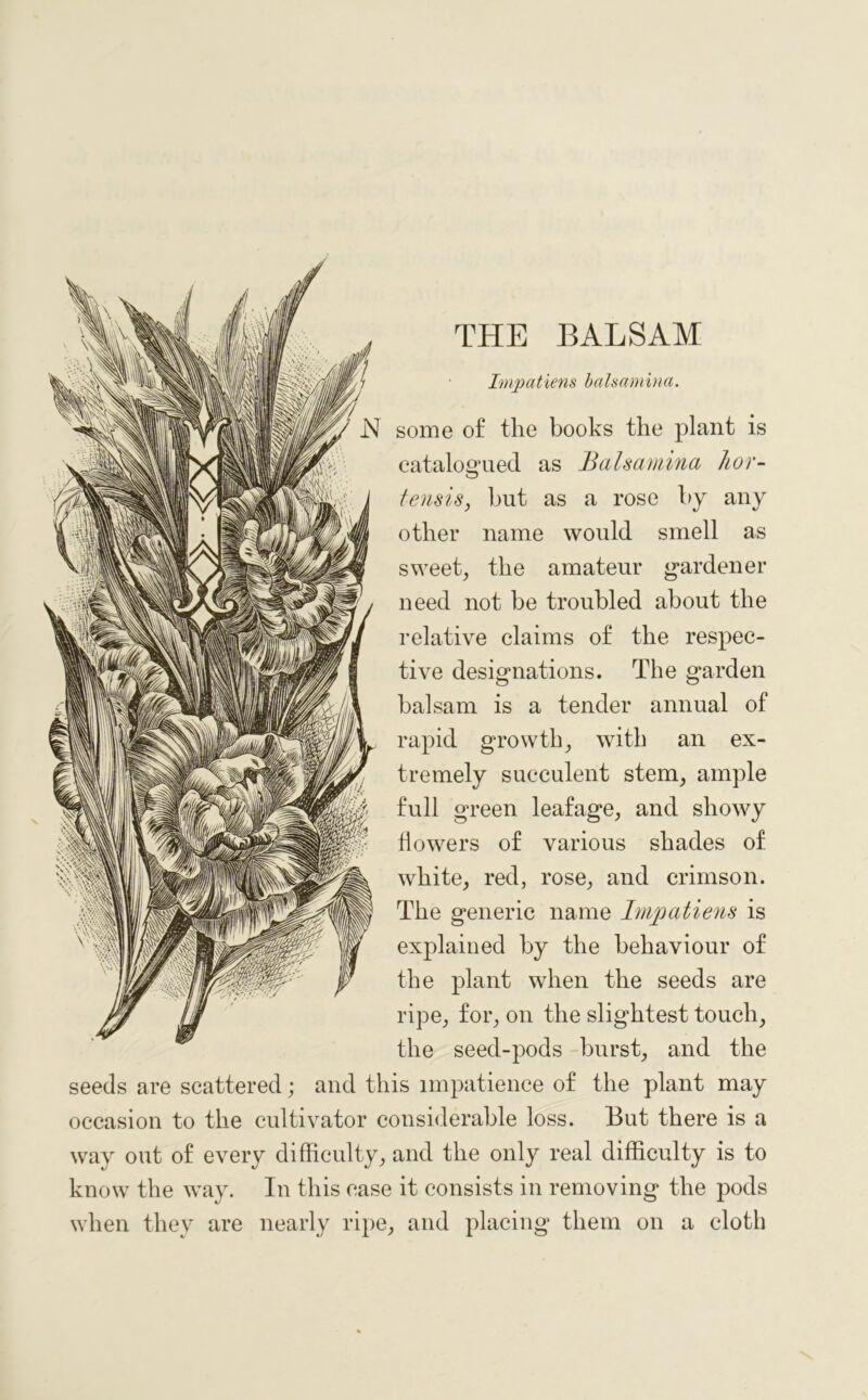 Impatiens balsamina. some of the books the plant is catalogued as Balsamina hor- tensis, but as a rose by any other name would smell as sweet, the amateur gardener need not be troubled about the relative claims of the respec- tive designations. The garden balsam is a tender annual of rapid growth, with an ex- tremely succulent stem, ample full green leafage, and showy flowers of various shades of white, red, rose, and crimson. The generic name Impatiens is explained by the behaviour of the plant when the seeds are ripe, for, on the slightest touch, the seed-pods burst, and the seeds are scattered; and this impatience of the plant may occasion to the cultivator considerable loss. But there is a way out of every difficulty, and the only real difficulty is to know the way. In this case it consists in removing the pods when they are nearly ripe, and placing them on a cloth