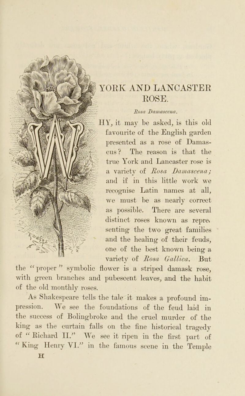 ROSE. Rosa Damascene/,. IIY, it may be asked, is this old favourite of the English garden presented as a rose of Damas- cus ? The reason is that the true York and Lancaster rose is a variety of Rosa Damascena; and if in this little work we recognise Latin names at all, we must he as nearly correct as possible. There are several distinct roses known as repre* senting the two great families and the healing of their feuds, one of the best known being a variety of Rosa Gallica. But the u proper ” symbolic flower is a striped damask rose, with green branches and pubescent leaves, and the habit of the old monthly roses. As Shakespeare tells the tale it makes a profound im- pression. We see the foundations of the feud laid in the success of Bolingbroke and the cruel murder of the king as the curtain falls on the fine historical tragedy of “ Richard II/’ We see it ripen in the first part of King Henry VI.” in the famous scene in the Temple H ^2§fpl <%t (C