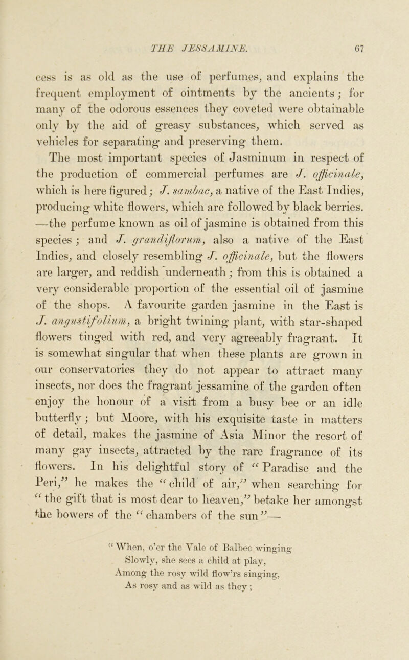 cess is as old as the use of perfumes, and explains the frequent employment of ointments by the ancients; for many of the odorous essences they coveted were obtainable only by the aid of greasy substances, which served as vehicles for separating and preserving them. The most important species of Jasminum in respect of the production of commercial perfumes are J. officinale, which is here figured; J. sambac, a native of the East Indies, producing white flowers, which are followed by black berries. —the perfume known as oil of jasmine is obtained from this species ; and J. grandiflorum, also a native of the East Indies, and closely resembling -/. officinale, but the flowers are larger, and reddish underneath; from this is obtained a very considerable proportion of the essential oil of jasmine of the shops. A favourite garden jasmine in the East is J. angustif olium, a bright twining plant, with star-shaped flowers tinged with red, and very agreeably fragrant. It is somewhat singular that when these plants are grown in our conservatories they do not appear to attract many insects, nor does the fragrant jessamine of the garden often enjoy the honour of a visit from a busy bee or an idle butterfly ; but Moore, with his exquisite taste in matters of detail, makes the jasmine of Asia Minor the resort of many gay insects, attracted by the rare fragrance of its flowers. In his delightful story of “ Paradise and the Peri,” he makes the (< child of air/'’ when searching for <c the gift that is most dear to heaven,” betake her amongst the bowers of the “ chambers of the sun”— “ When, o’er the Yale of Balbec winging Slowly, she sees a child at play, Among the rosy wild flow’rs singing, As rosy and as wild as they ;