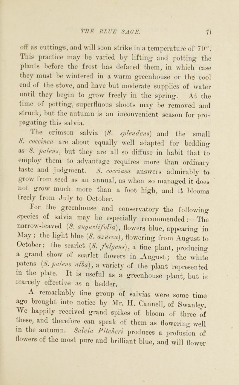off as cuttings, and will soon strike in a temperature of 70°. This practice may be varied by lifting and potting the plants before the frost has defaced them, in which case they must be wintered in a warm greenhouse or the cool end of the stove, and have but moderate supplies of water until they begin to grow freely in the spring. At the time of potting, superfluous shoots may be removed and struck, but the autumn is an inconvenient season for pro- pagating this salvia. The crimson salvia (S. splendens) and the small S. coccinea are about equally well adapted for bedding as S. patens, but they are all so diffuse in habit that to employ them to advantage requires more than ordinary taste and judgment. S. coccinea answers admirably to grow from seed as an annual, as when so managed it does not grow much more than a foot high, and it blooms freely from July to October. For the greenhouse and conservatory the following .species of salvia may be especially recommended :—The narrow-leaved (A. angustifolia), flowers blue, appearing in May 1 the light blue (A azurea), flowering from August to October; the scarlet [8. fnlgens), a fine plant, producing a grand show of scarlet flowers in August; the white patens (S. patens alba), a variety of the plant represented in the plate. . It is useful as a greenhouse plant, but is scarcely effective as a bedder. A remarkably fine group of salvias were some time ago brought into notice by Mr. H. Canned, of Swanley. We happily received grand spikes of bloom of three of these, and therefore can speak of them as flowering well in the autumn. Salvia Pitcheri produces a profusion of flowers of the most pure and brilliant blue, and will flower