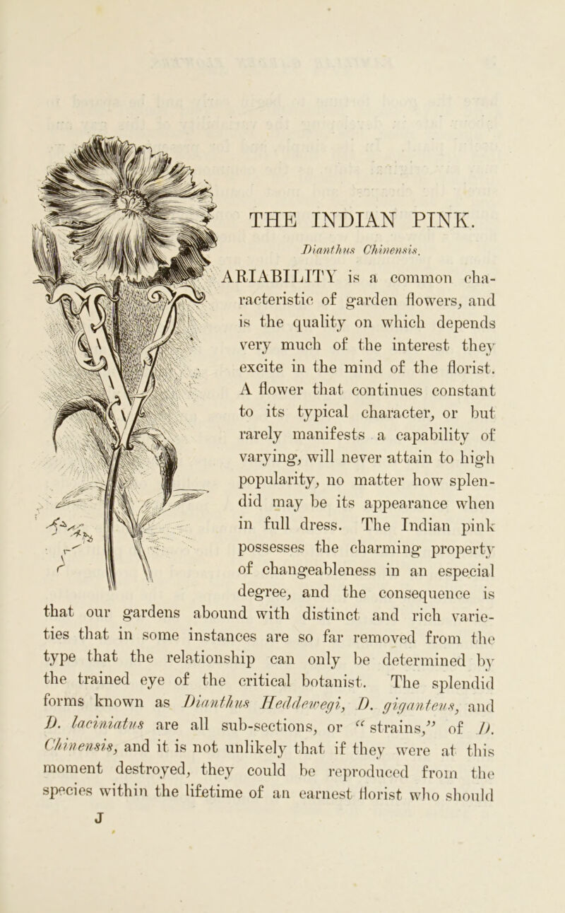 T)iantfms Chinemis. ARI ABILITY is a common cha- racteristic of garden flowers, and is the quality on which depends very much of the interest they excite in the mind of the florist. A flower that continues constant to its typical character, or but rarely manifests a capability of varying, will never attain to high popularity, no matter how splen- did may be its aj3pearance when in full dress. The Indian pink possesses the charming property of changeableness in an especial degree, and the consequence is that our gardens abound with distinct and rich varie- ties that in some instances are so far removed from the type that the relationship can only be determined by the trained eye of the critical botanist. The splendid forms known as Diauthus Heddewegi, D. gigauteu$, and I), laciniatus are all sub-sections, or <e strains/^ of !). Chmensis, and it is not unlikely that if they were at this moment destroyed, they could be reproduced from the species within the lifetime of an earnest florist who should J