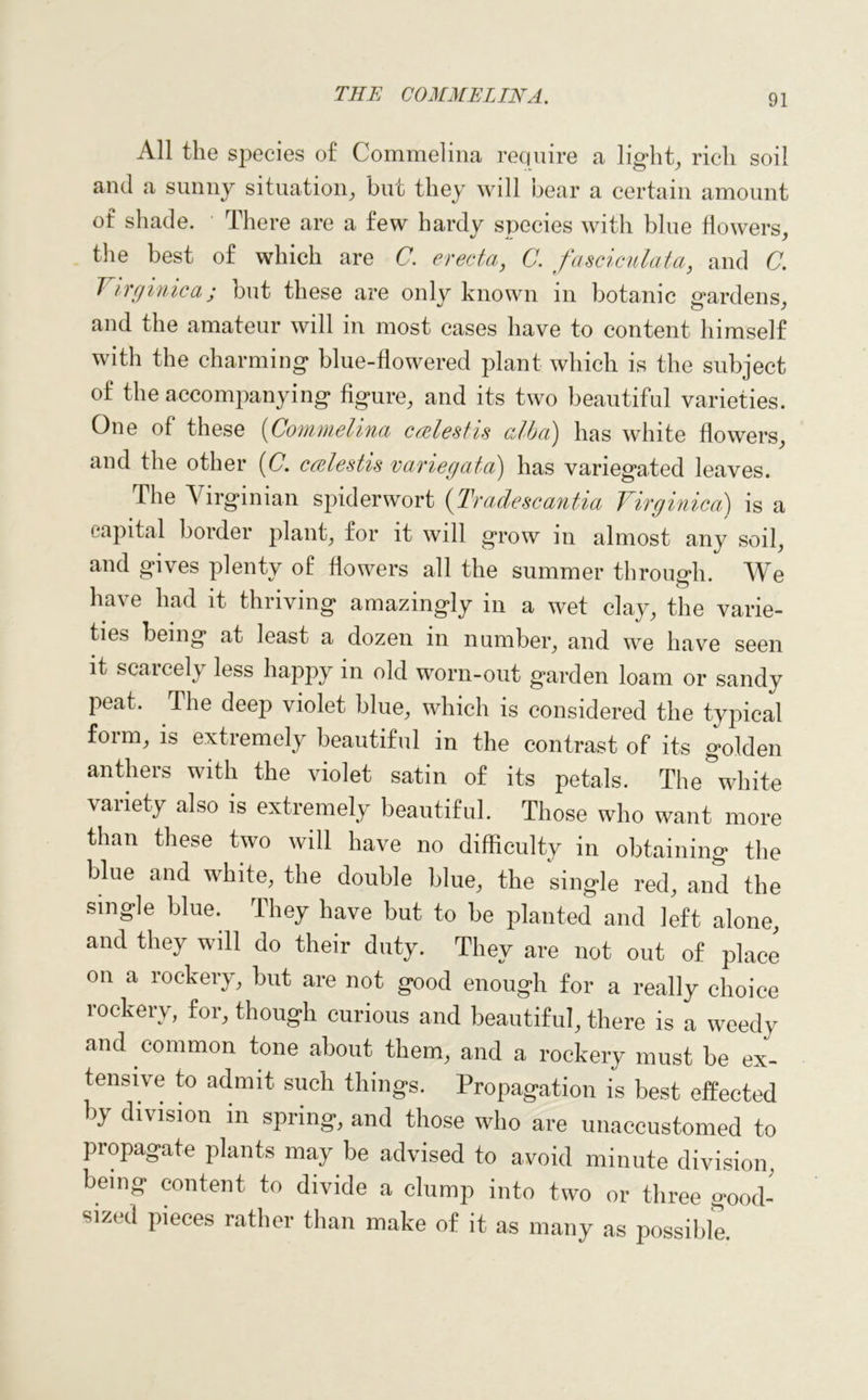 All the species of Commelina require a light, rich soil and a sunny situation, but they will bear a certain amount of shade. There are a few hardy species with blue flowers, the best of which are C. erecta, C. fasciculata, and C. Virginica ; but these are only known in botanic gardens, and the amateur will in most cases have to content himself with the charming blue-flowered plant which is the subject of the accompanying figure, and its two beautiful varieties. One of these (Conimelina cosiest is alba) has white flowers, and the other (C. ccelestis variegata) has variegated leaves. The Virginian spiderwort (Tradescantia Virginica) is a capital border plant, for it will grow in almost any soil, and gives plenty of flowers all the summer through. We have had it thriving amazingly in a wet clay, the varie- ties being at least a dozen in number, and we have seen it scarcely less happy in old worn-out garden loam or sandy peat. The deep violet blue, which is considered the typical f°im, is extiemely beautiful in the contrast of its golden anthers with the violet satin of its petals. The white variety also is extremely beautiful. Those who want more than these two will have no difficulty in obtaining the blue and white, the double blue, the single red, and the single blue. They have but to be planted and left alone, and they will do their duty. They are not out of place on a rockery, but are not good enough for a really choice rockery, for, though curious and beautiful, there is a weedy and common tone about them, and a rockery must be ex- tensive to admit such things. Propagation is best effected by division in spring, and those who are unaccustomed to propagate plants may be advised to avoid minute division, being content to divide a clump into two or three good- sizrd pieces rather than make of it as many as possible.