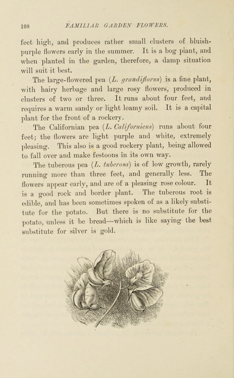 feet high, and produces rather small clusters of bluish- purple dowers early in the summer. It is a bog plant, and when planted in the garden, therefore, a damp situation will suit it best. The large-dowered pea (L. grandiflorus) is a dne plant, with hairy herbage and large rosy dowers, produced in clusters of two or three. It runs about four feet, and requires a warm sandy or light loamy soil. It is a capital plant for the front of a rockery. The Californian pea (L. Californicus) runs about four feet; the dowers are light purple and white, extremely pleasing. This also is a good rockery plant, being allowed to fall over and make festoons in its own way. The tuberous pea (L. tuberosa) is of low growth, rarely running more than three feet, and generally less. The dowers appear early, and are of a pleasing rose colour. It is a good rock and border plant. The tuberous root is edible, and has been sometimes spoken of as a likely substi- tute for the potato. But there is no substitute for the potato, unless it be bread—which is like saying the best substitute for silver is gold.