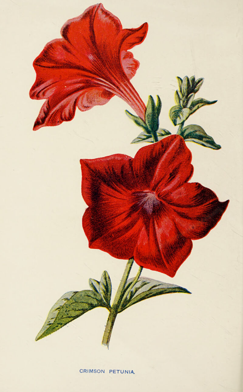 CRIMSON PETUNIA,