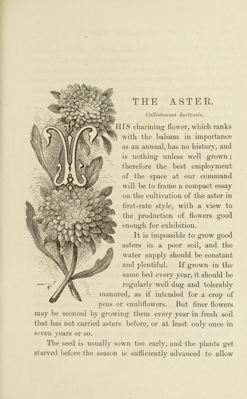 Callistemma hortensis. HIS charming flower, which ranks with the balsam in importance as an annual, has no history, and is nothing unless well grown; therefore the best employment of the space at our command will be to frame a compact essay on the cultivation of the aster in first-rate style, with a view to the production of flowers good enough for exhibition. It is impossible to grow good asters in a poor soil, and the water supply should be constant and plentiful. If grown in the same bed every year, it should be regularly well dug and tolerably ' manured, as if intended for a crop of peas or cauliflowers. But finer flowers may be secured by growing them every year in fresh soil that has not carried asters before, or at least only once in seven years or so. The seed is usually sown too early, and the plants get starved before the season is sufficiently advanced to allow