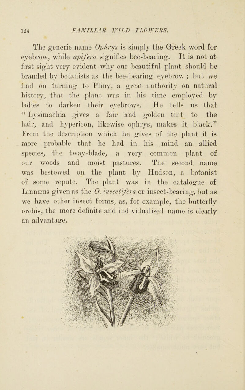 The generic name Ophrys is simply the Greek word for eyebrow, while apifera signifies bee-bearing. It is not at first sight very evident why our beautiful plant should be branded by botanists as the bee-bearing eyebrow; but we find on turning to Pliny, a great authority on natural history, that the plant was in his time employed by ladies to darken their eyebrows. He tells us that (C Lysimachia gives a fair and golden tint to the hair, and hypericon, likewise ophrys, makes it black. From the description which he gives of the plant it is more probable that he had in his mind an allied species, the tway-blade, a very common plant of our woods and moist pastures. The second name was bestowed on the plant by Hudson, a botanist of some repute. The plant was in the catalogue of Linnaeus given as the 0. insectifera or insect-bearing, but as we have other insect forms, as, for example, the butterfly orchis, the more definite and individualised name is clearly an advantage.